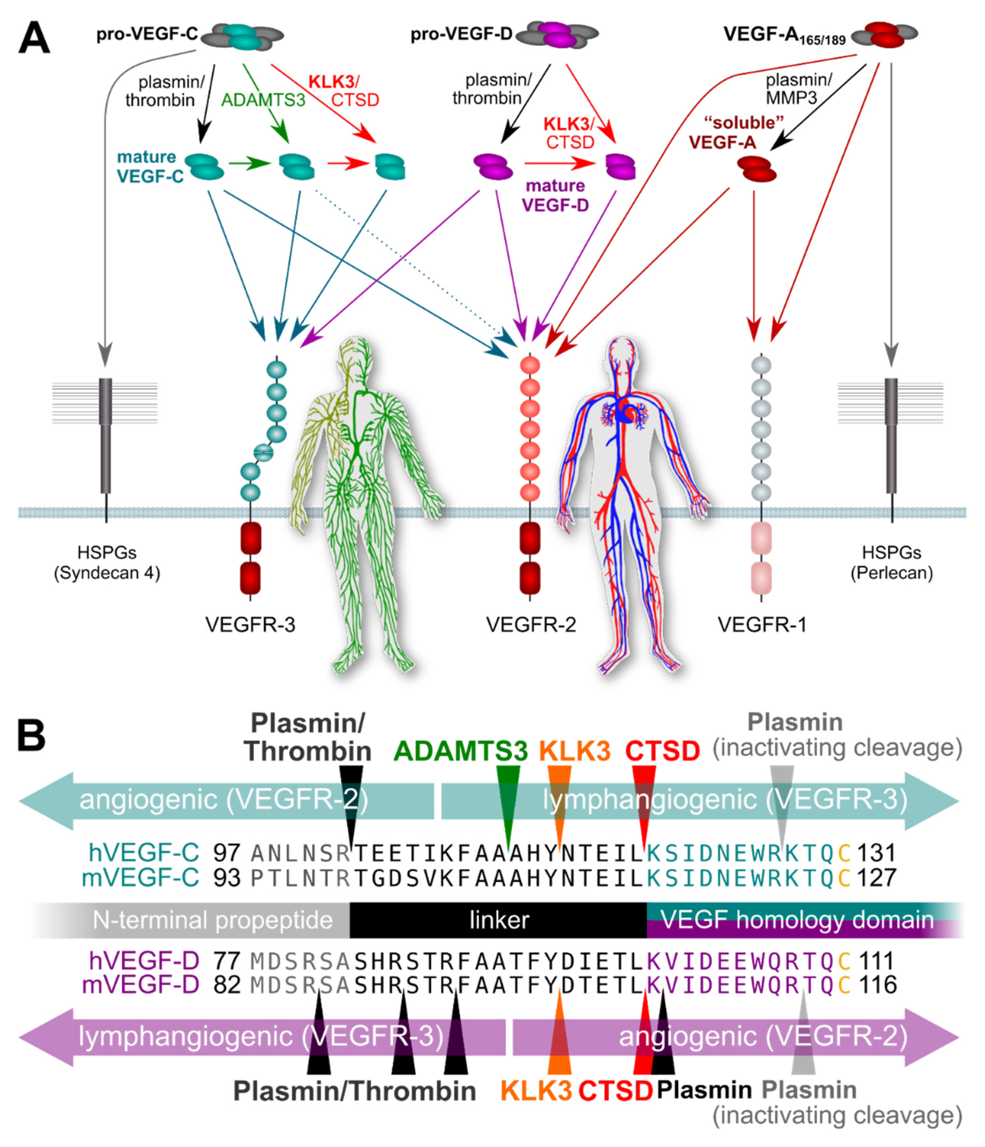 Ijms 22 13545 g001 Ijms 22 13545 g001
