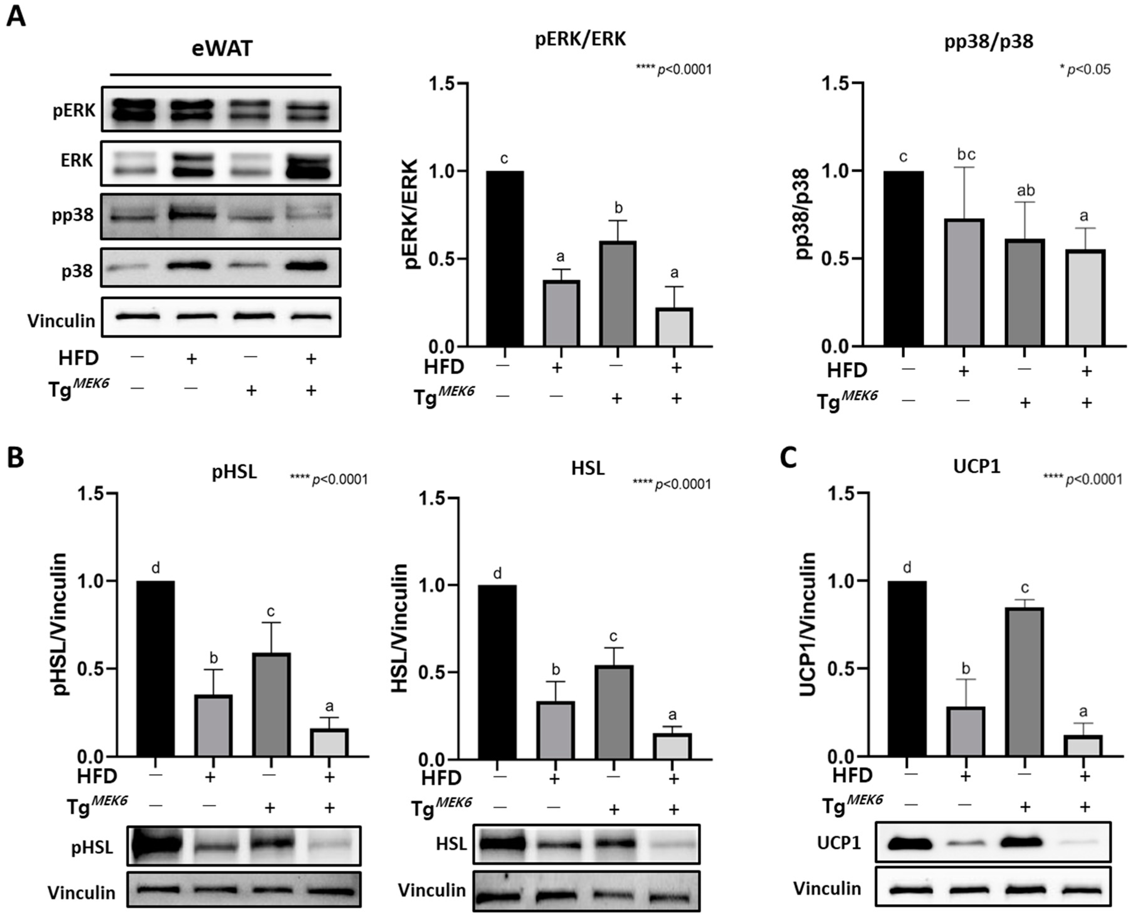 Ijms 22 13559 g002 550