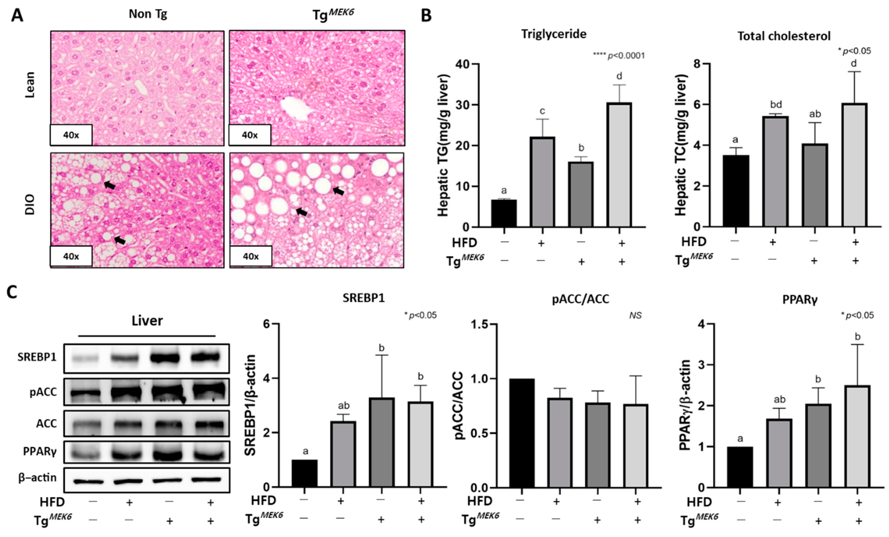 Ijms 22 13559 g005 550