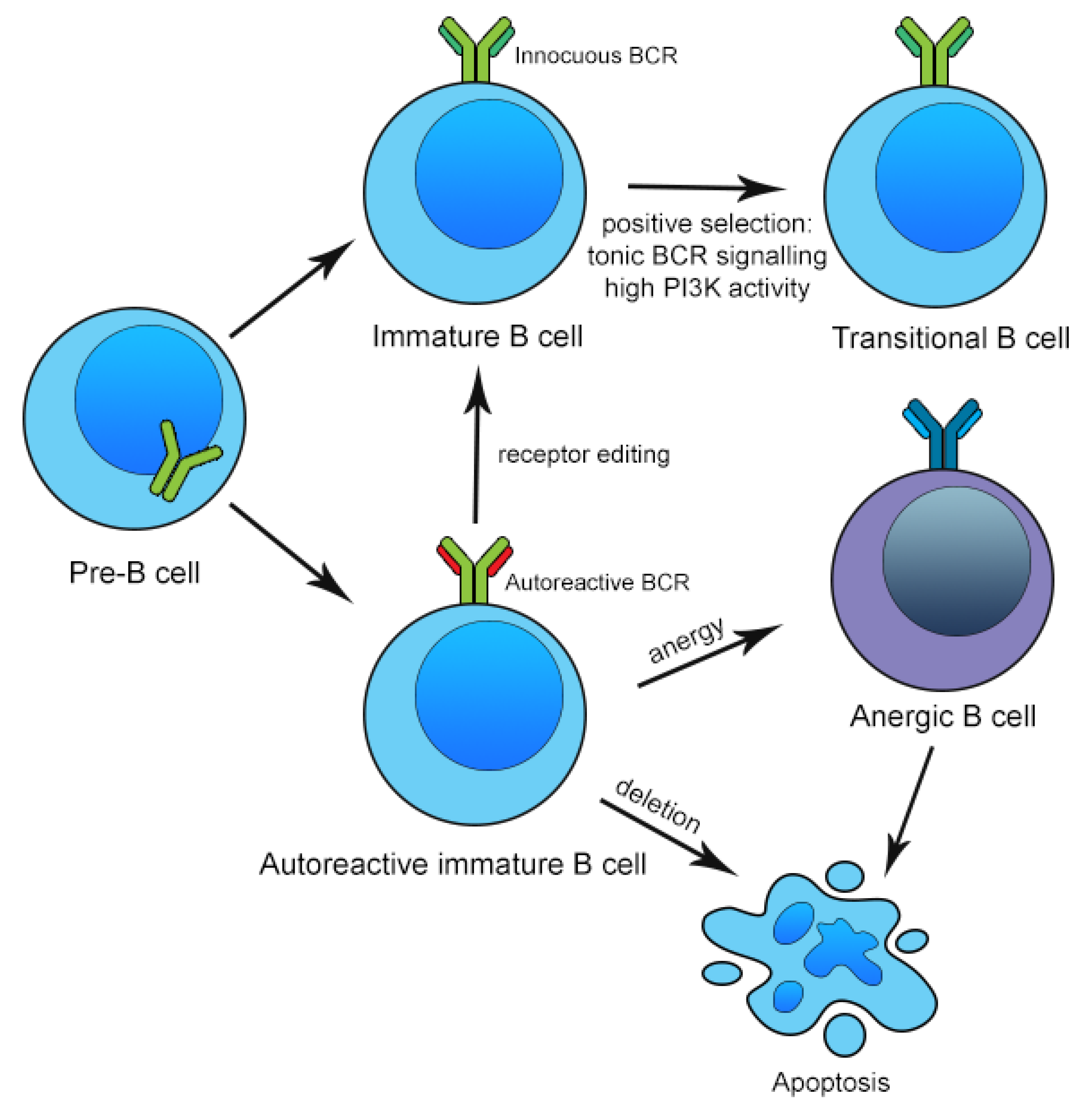 Ijms 22 13560 g001 Ijms 22 13560 g001