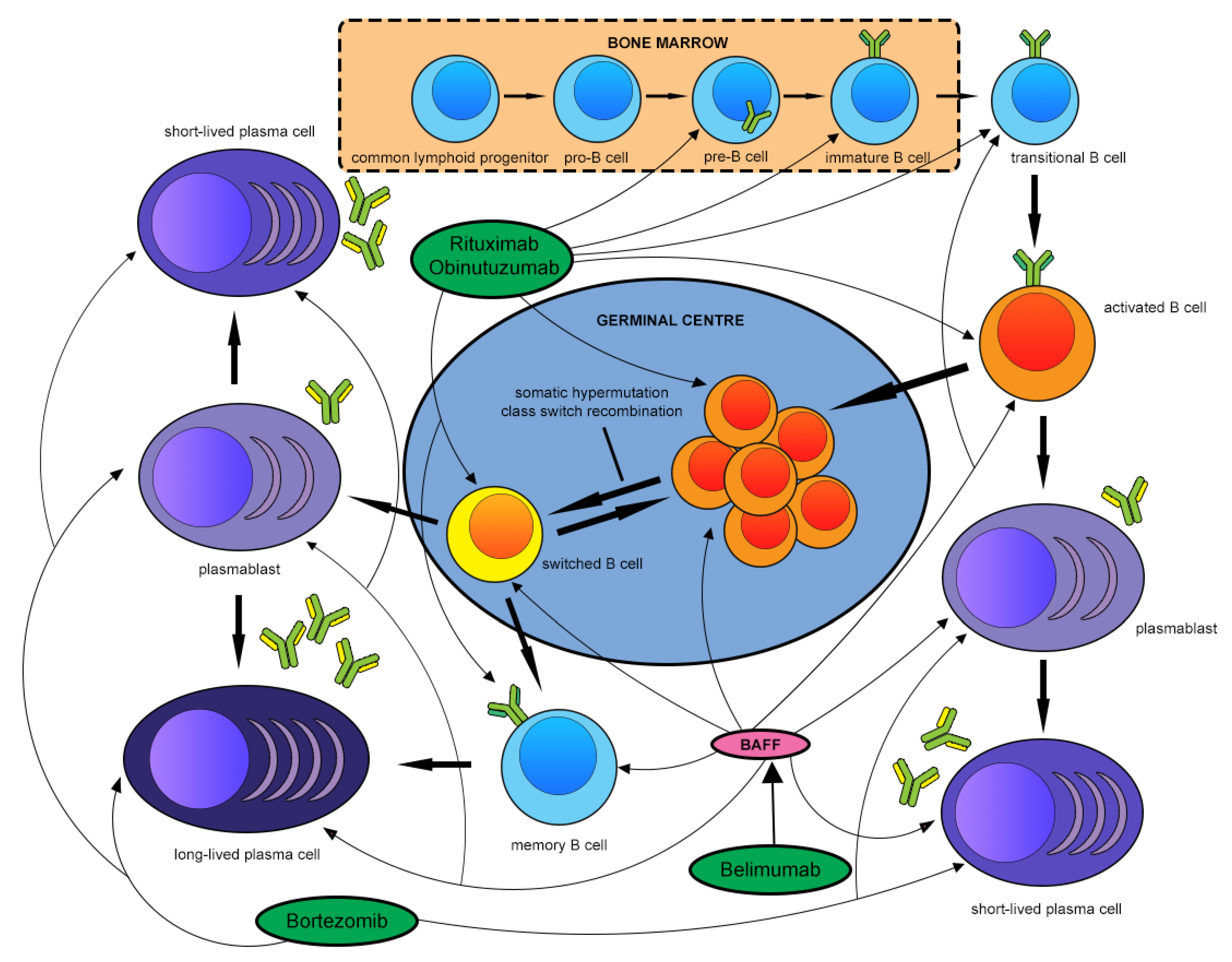 Ijms 22 13560 g002 Ijms 22 13560 g002