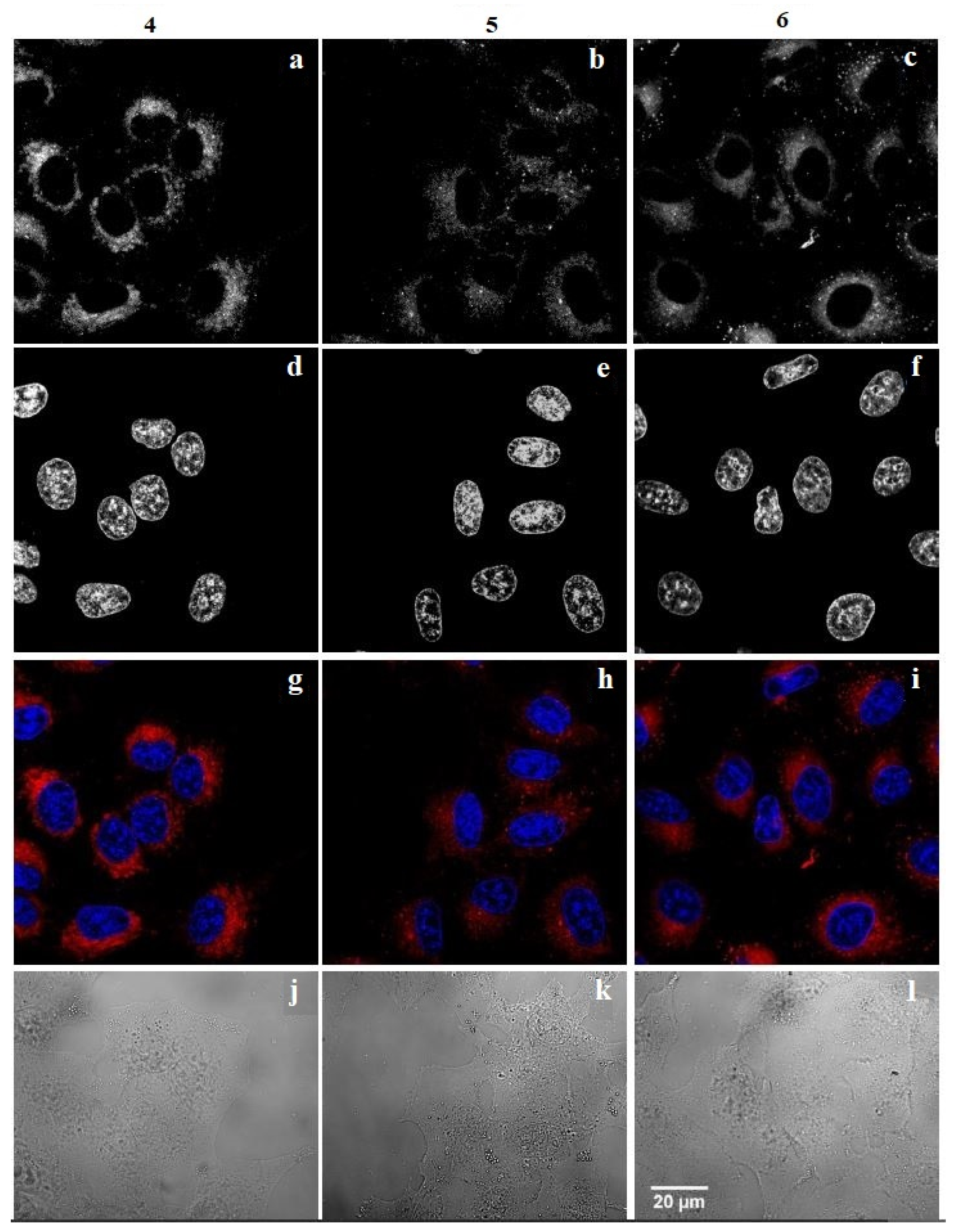 Ijms 22 13563 g003 550