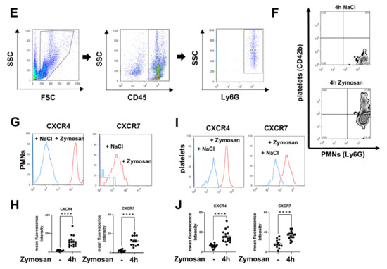 CXCR4 and CXCR7 Inhibition Ameliorates the Formation of Platelet ...