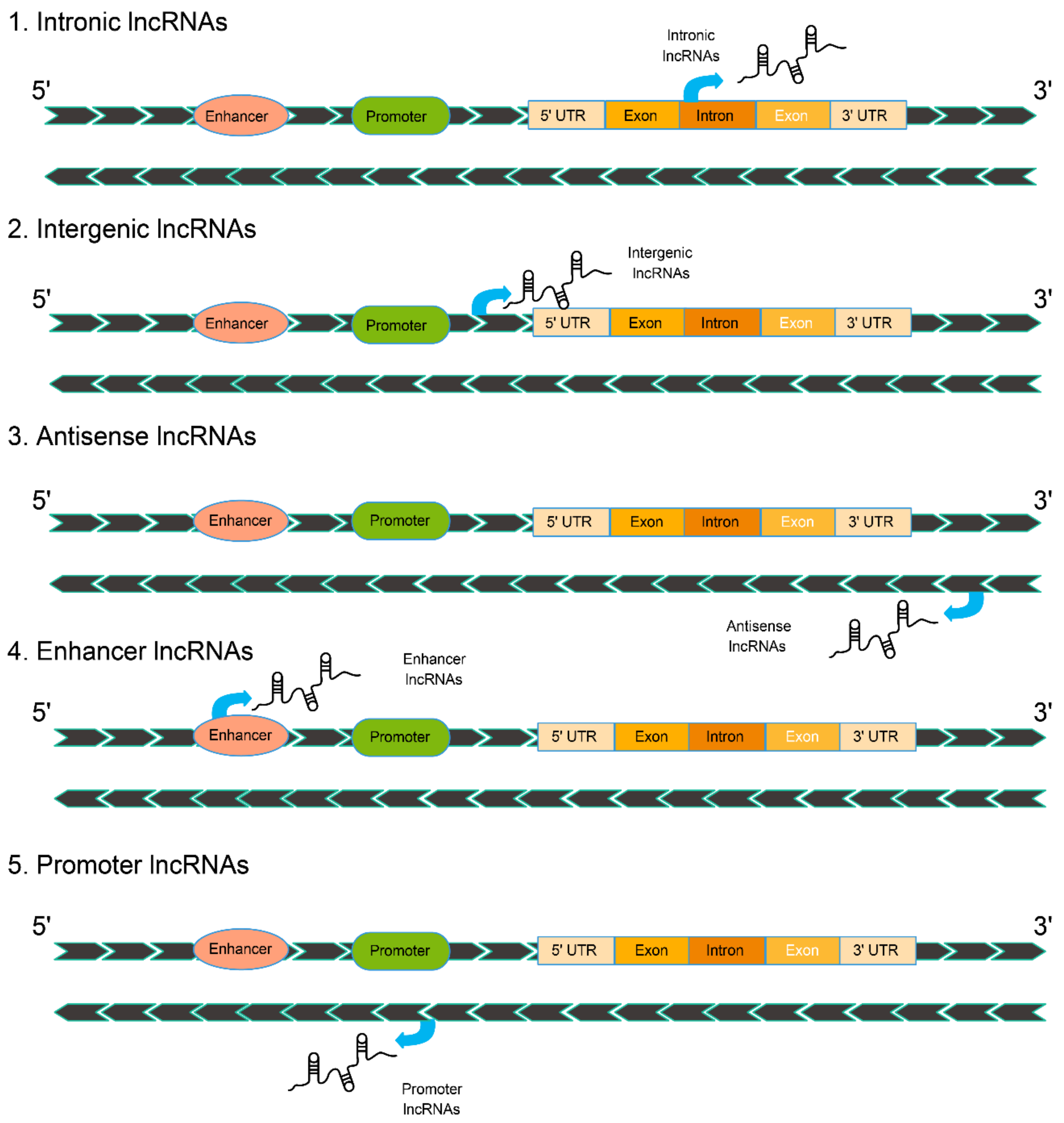 Ijms 22 13579 g001 Ijms 22 13579 g001