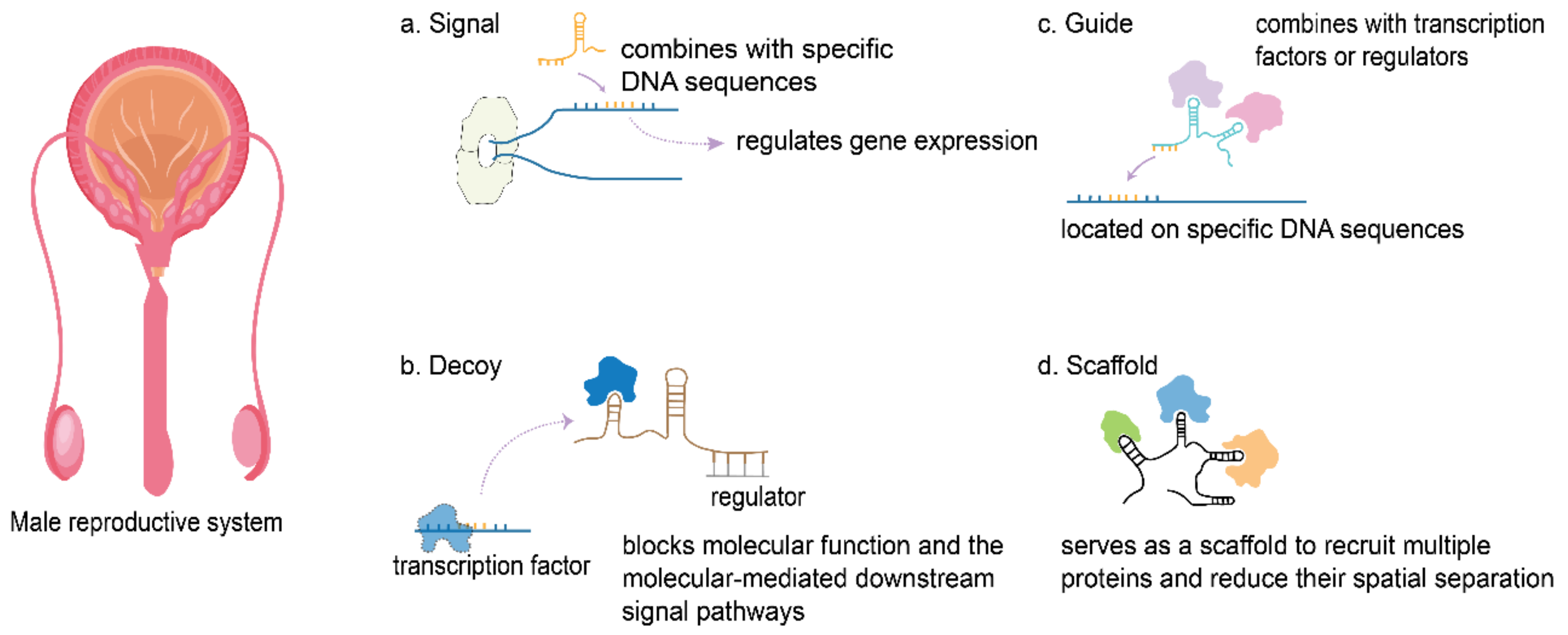 Ijms 22 13579 g002 Ijms 22 13579 g002