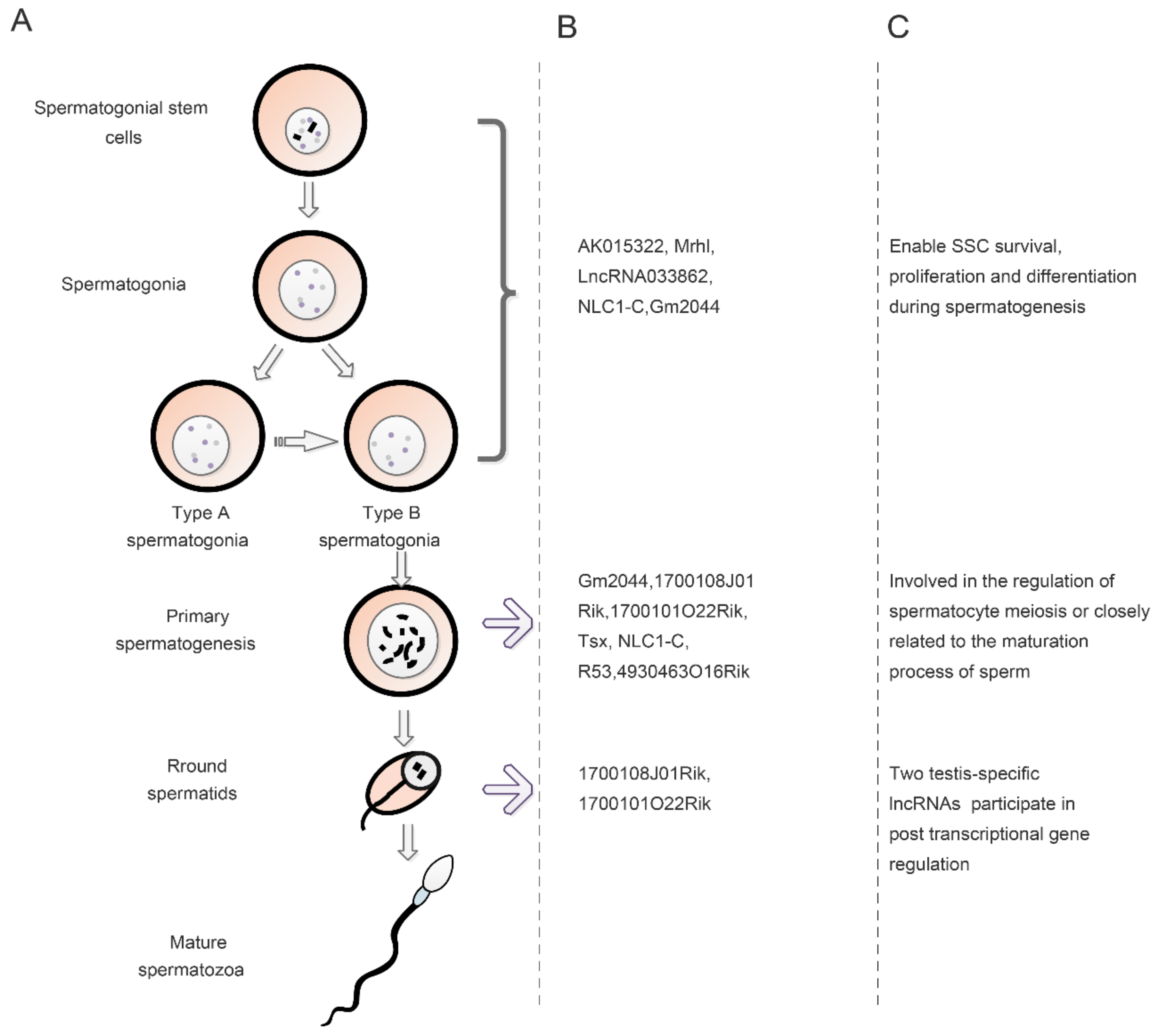 Ijms 22 13579 g004 Ijms 22 13579 g004