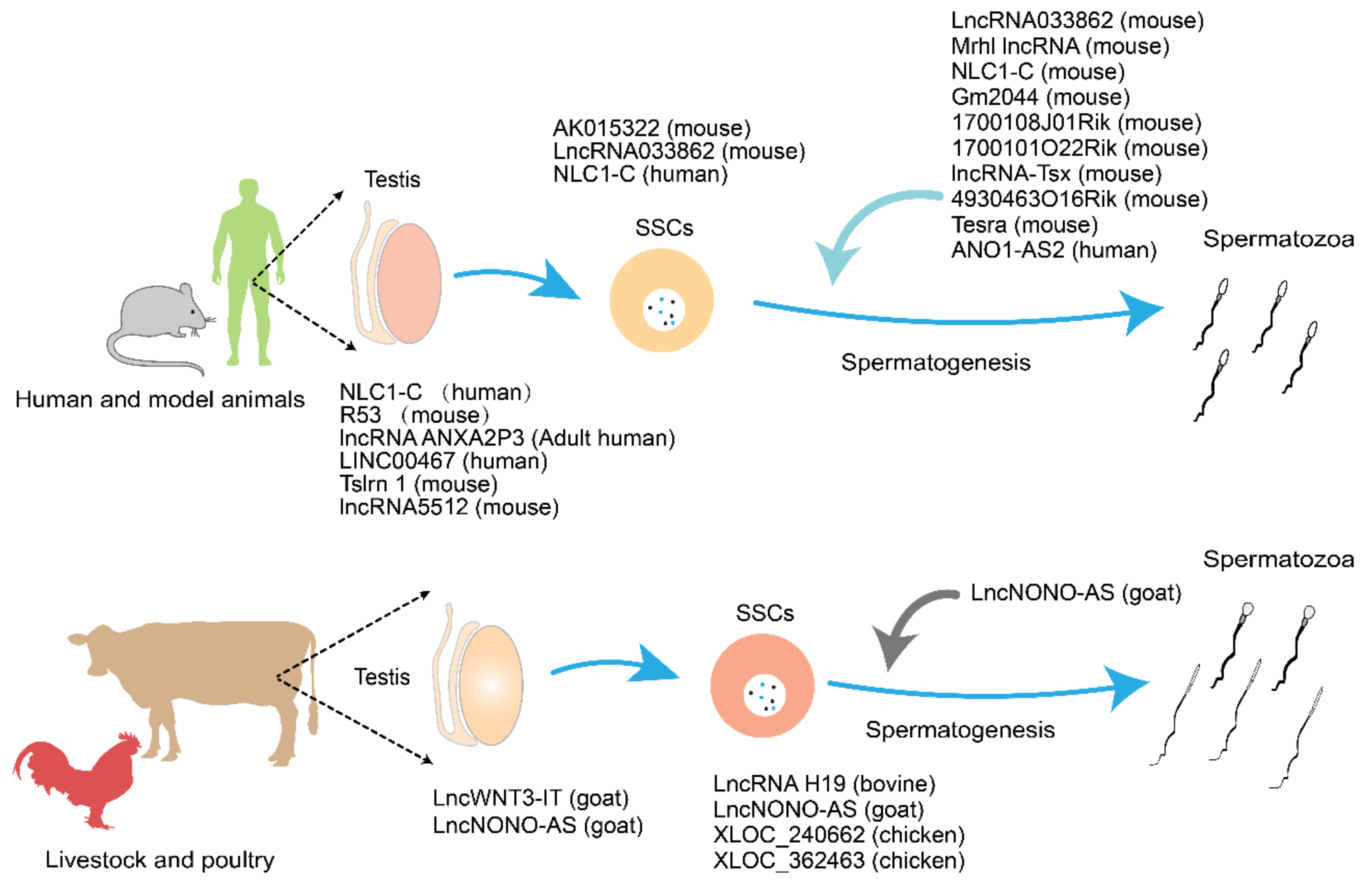 Ijms 22 13579 g005 Ijms 22 13579 g005