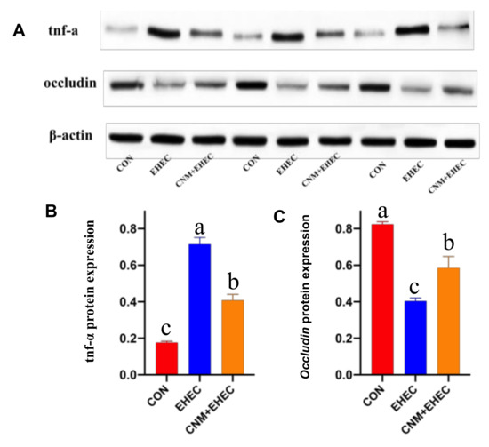 A Novel Nano-Antimicrobial Polymer Engineered with Chitosan