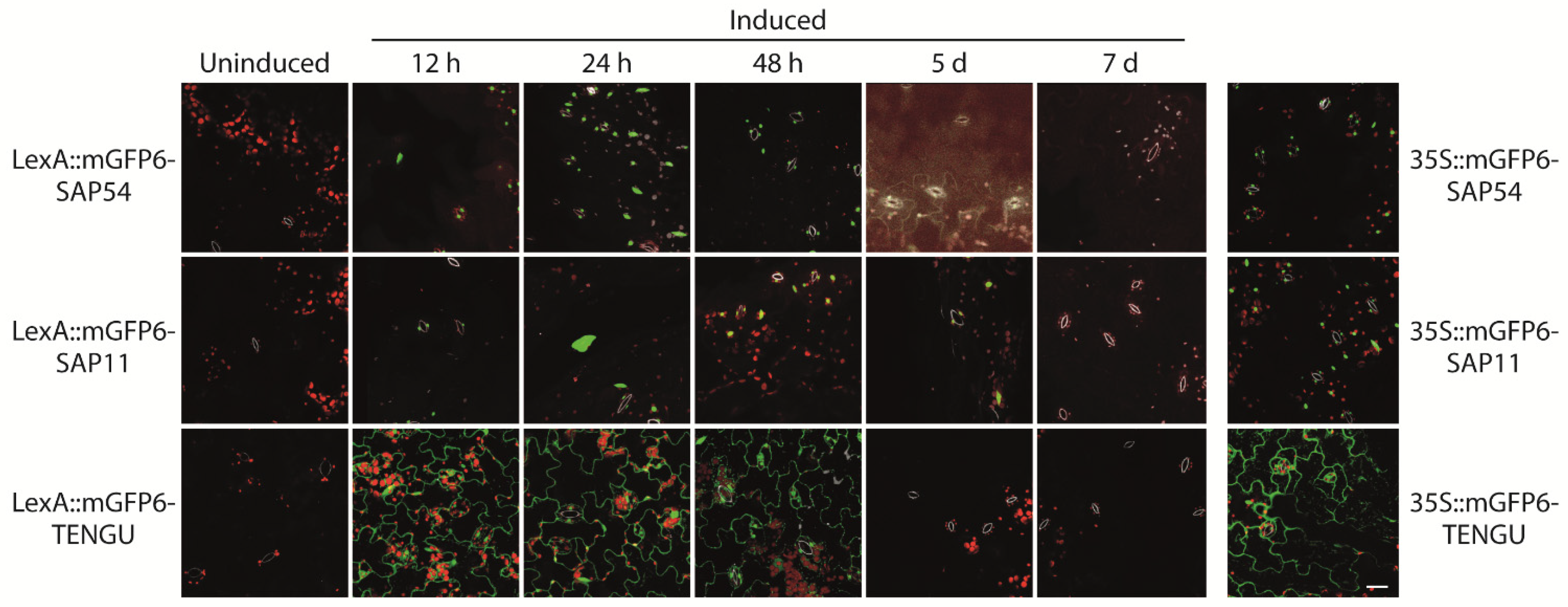 Ijms 22 13582 g003 550