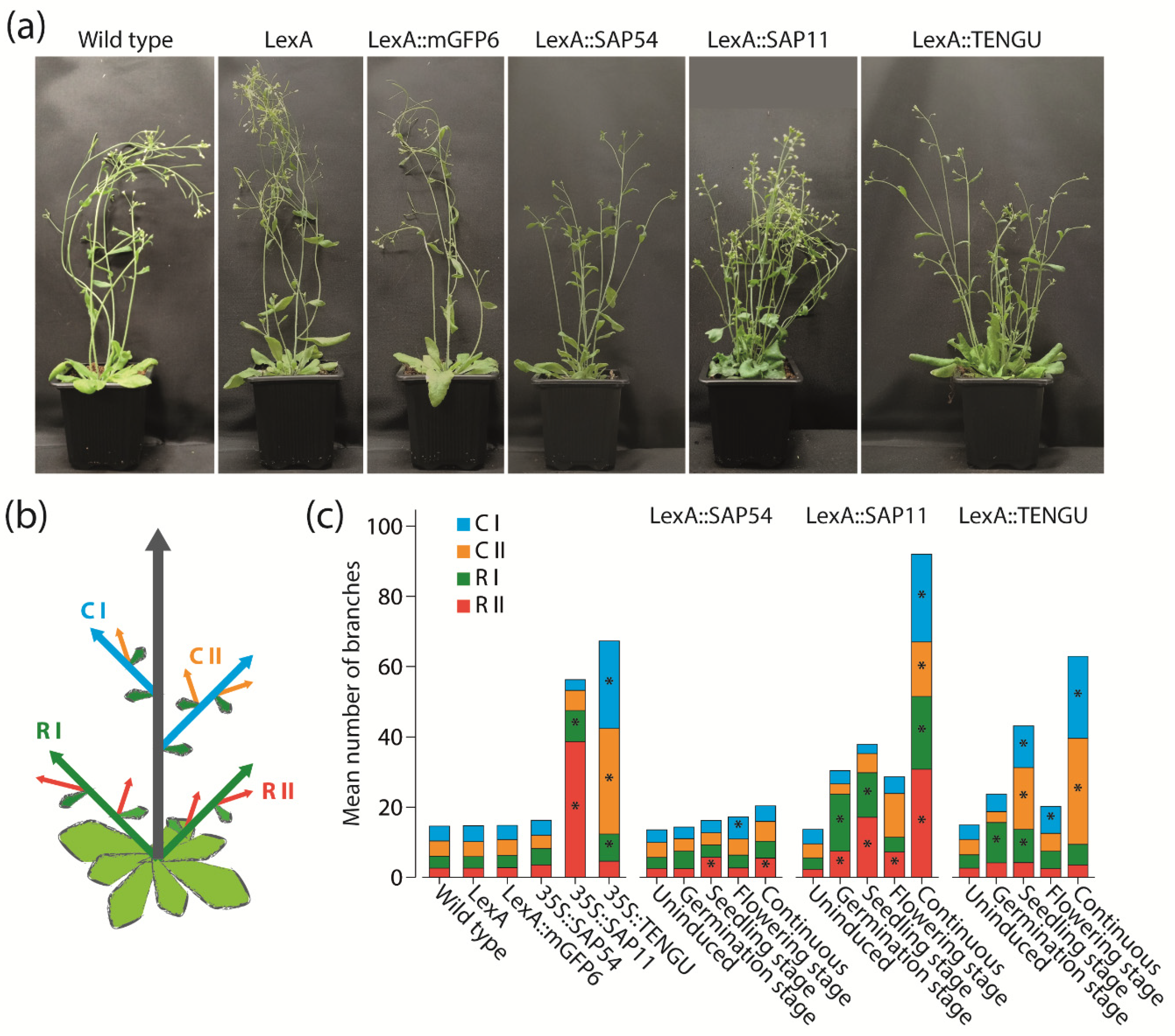 Ijms 22 13582 g004 550