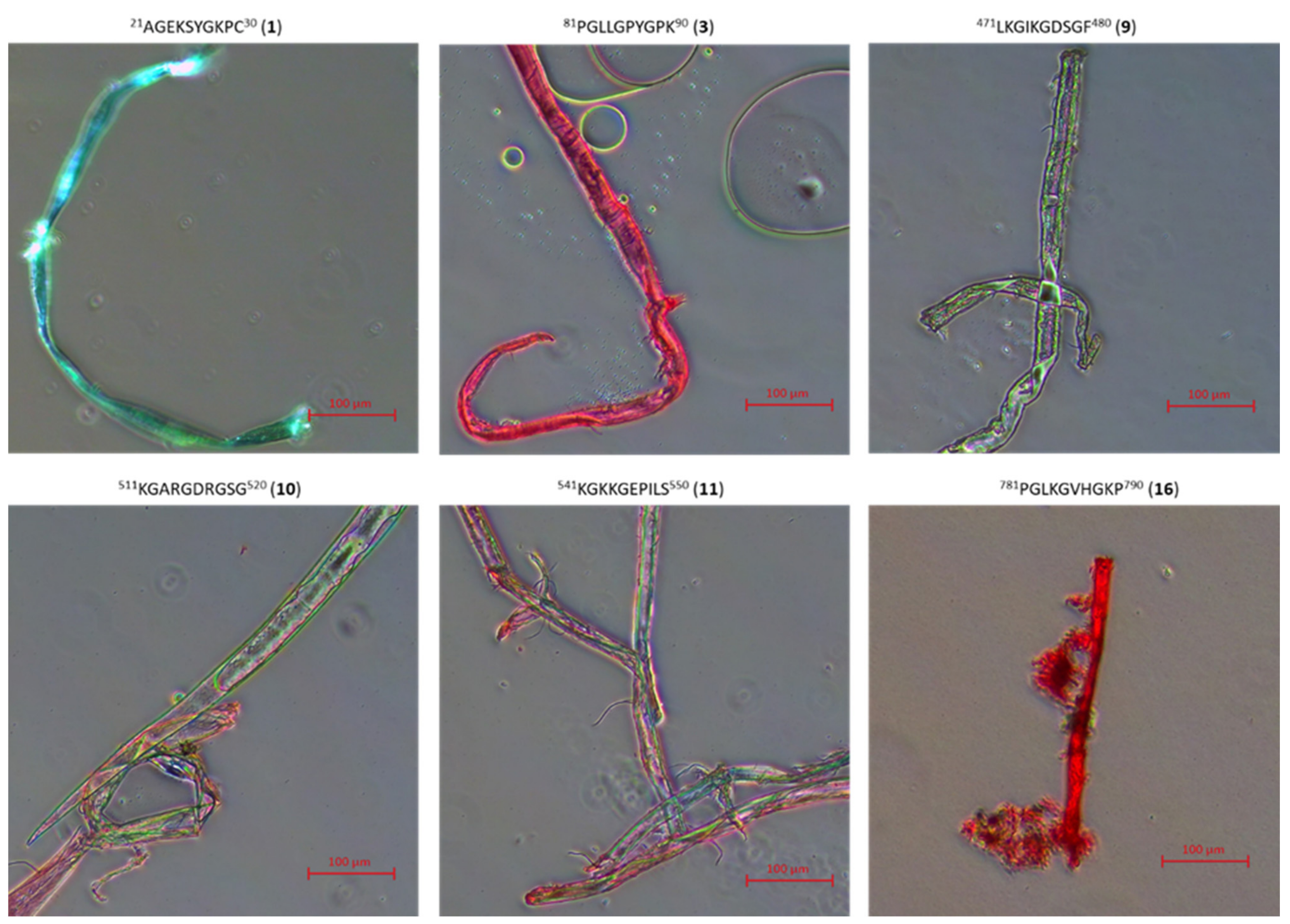 Ijms 22 13584 g013a 550