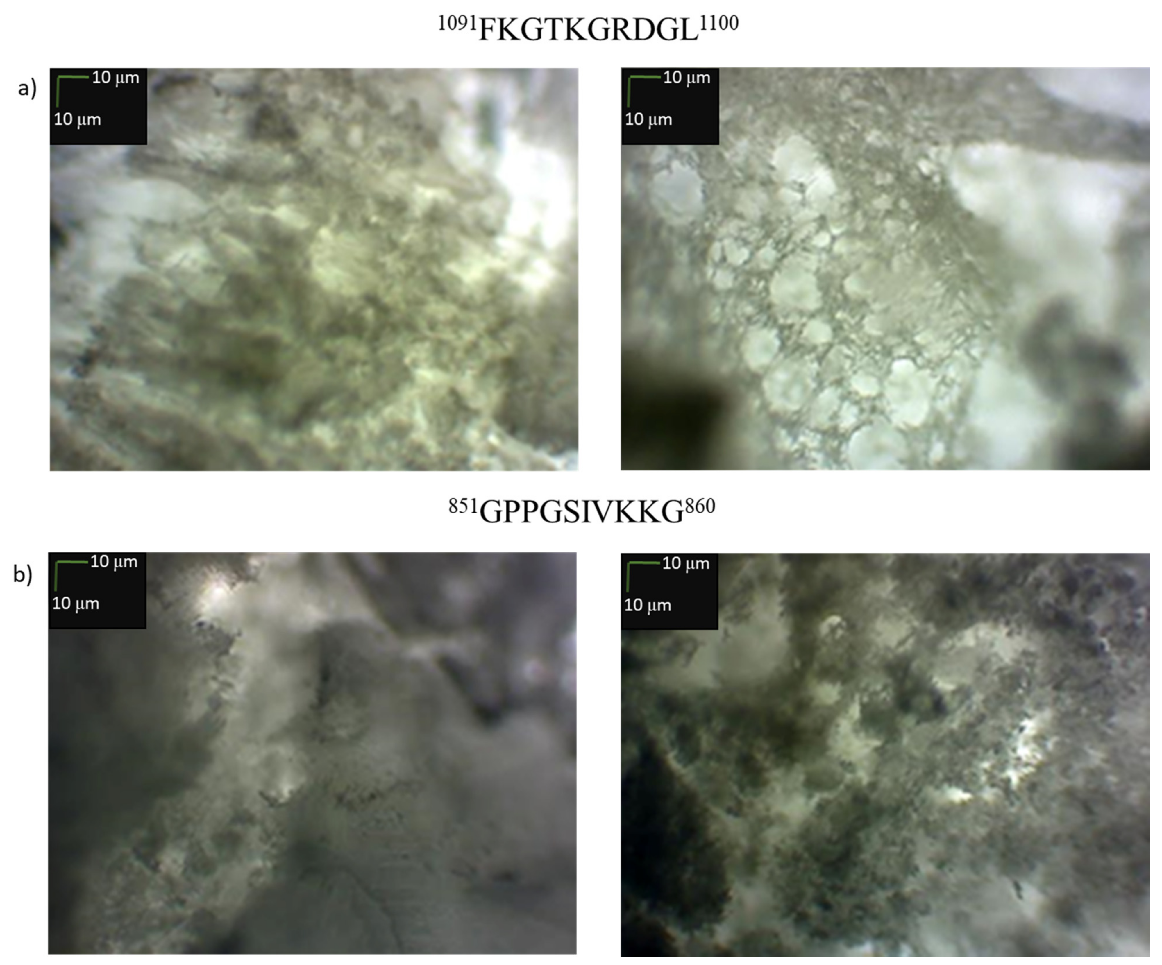 Ijms 22 13584 g016 550