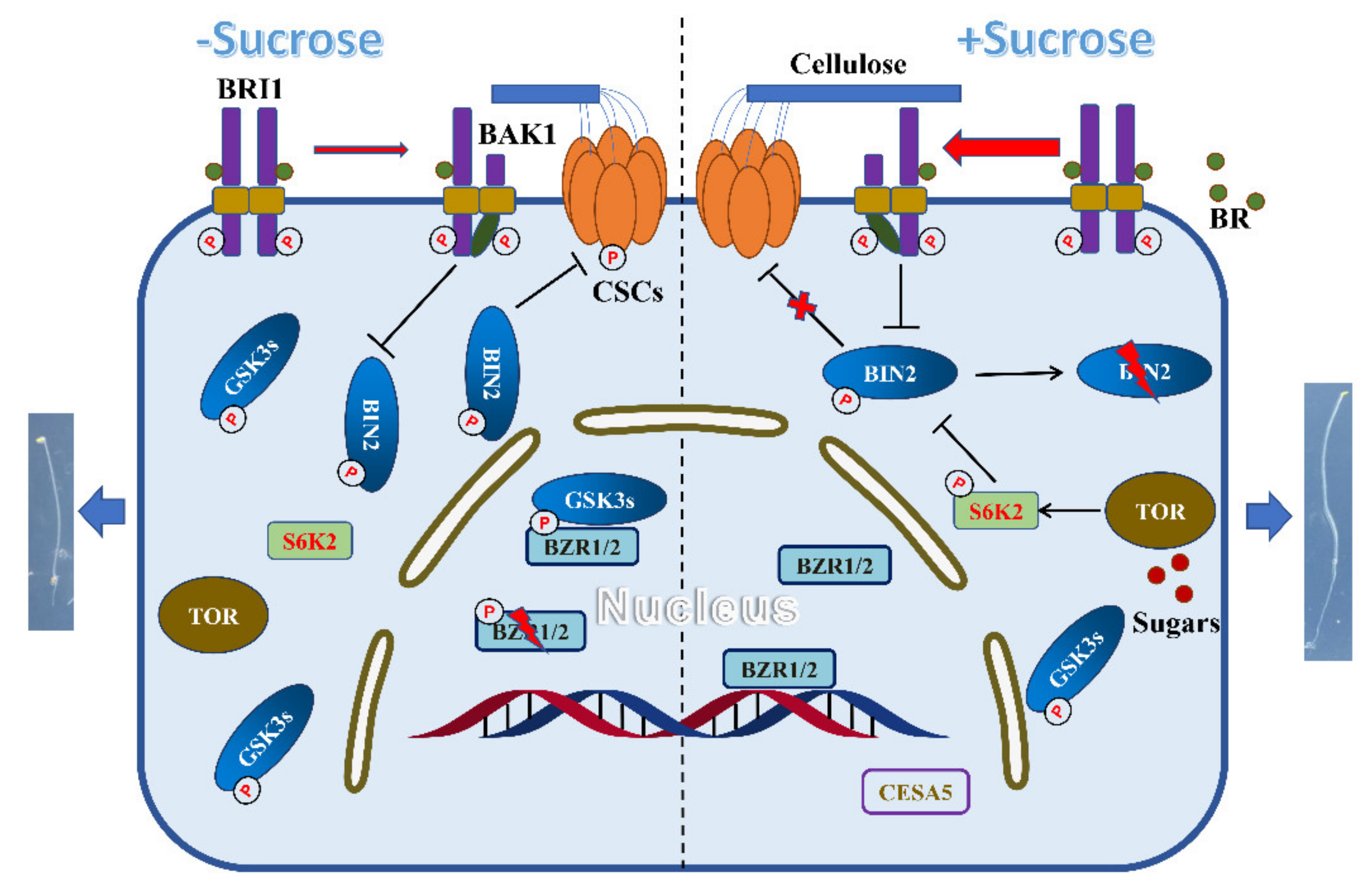 Ijms 22 13588 g007 550