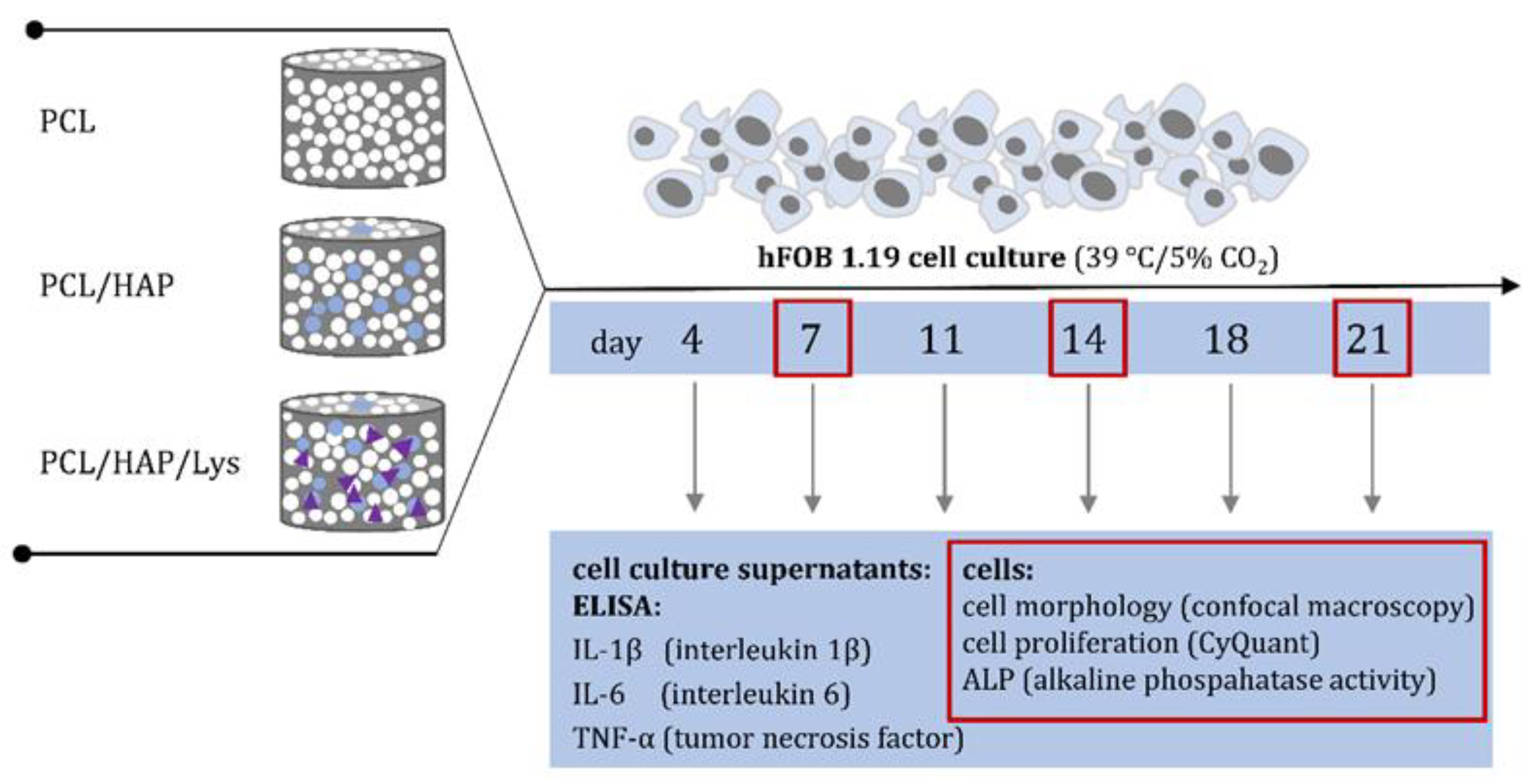 Ijms 22 13589 g010 550