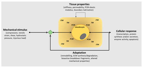 PDF) Excessive mechanical loading promotes osteoarthritis through