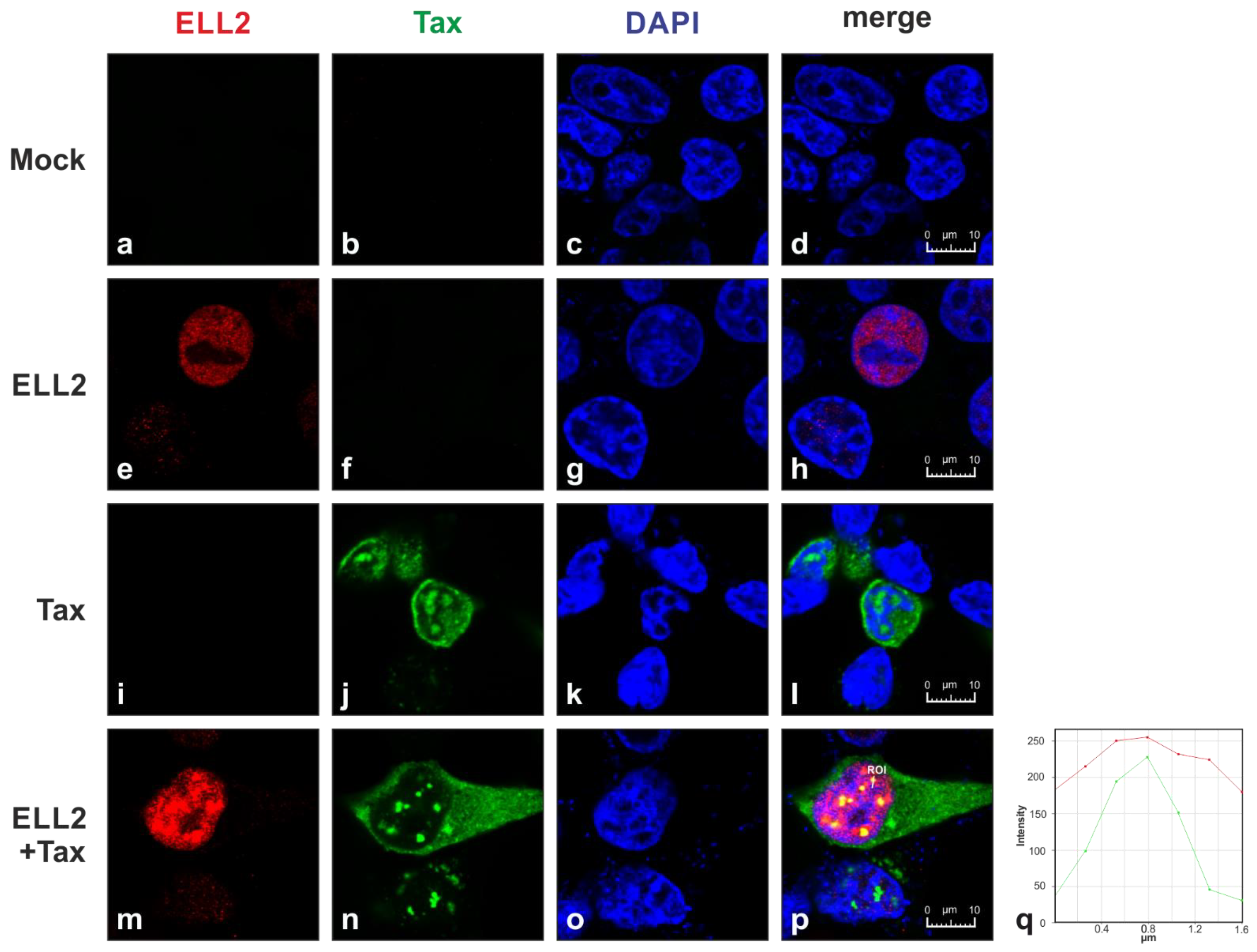 Ijms 22 13597 g001 Ijms 22 13597 g001