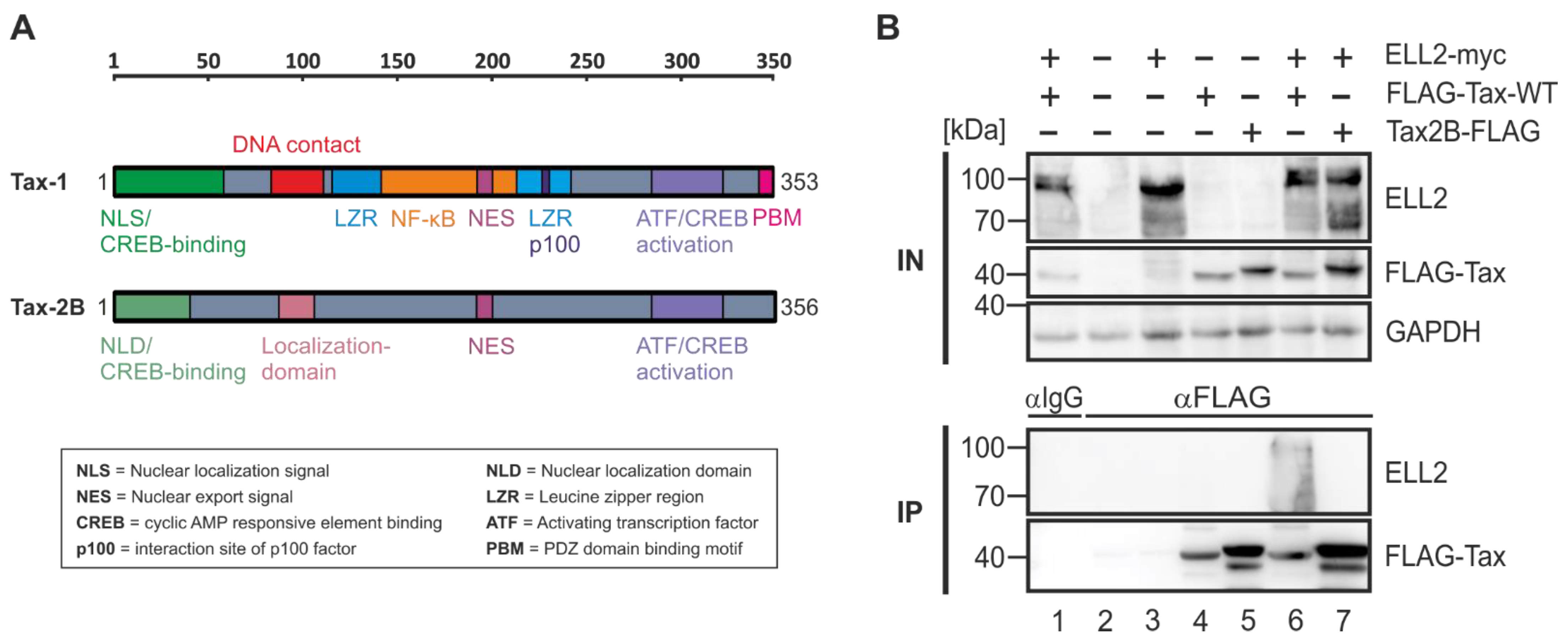 Ijms 22 13597 g004 Ijms 22 13597 g004