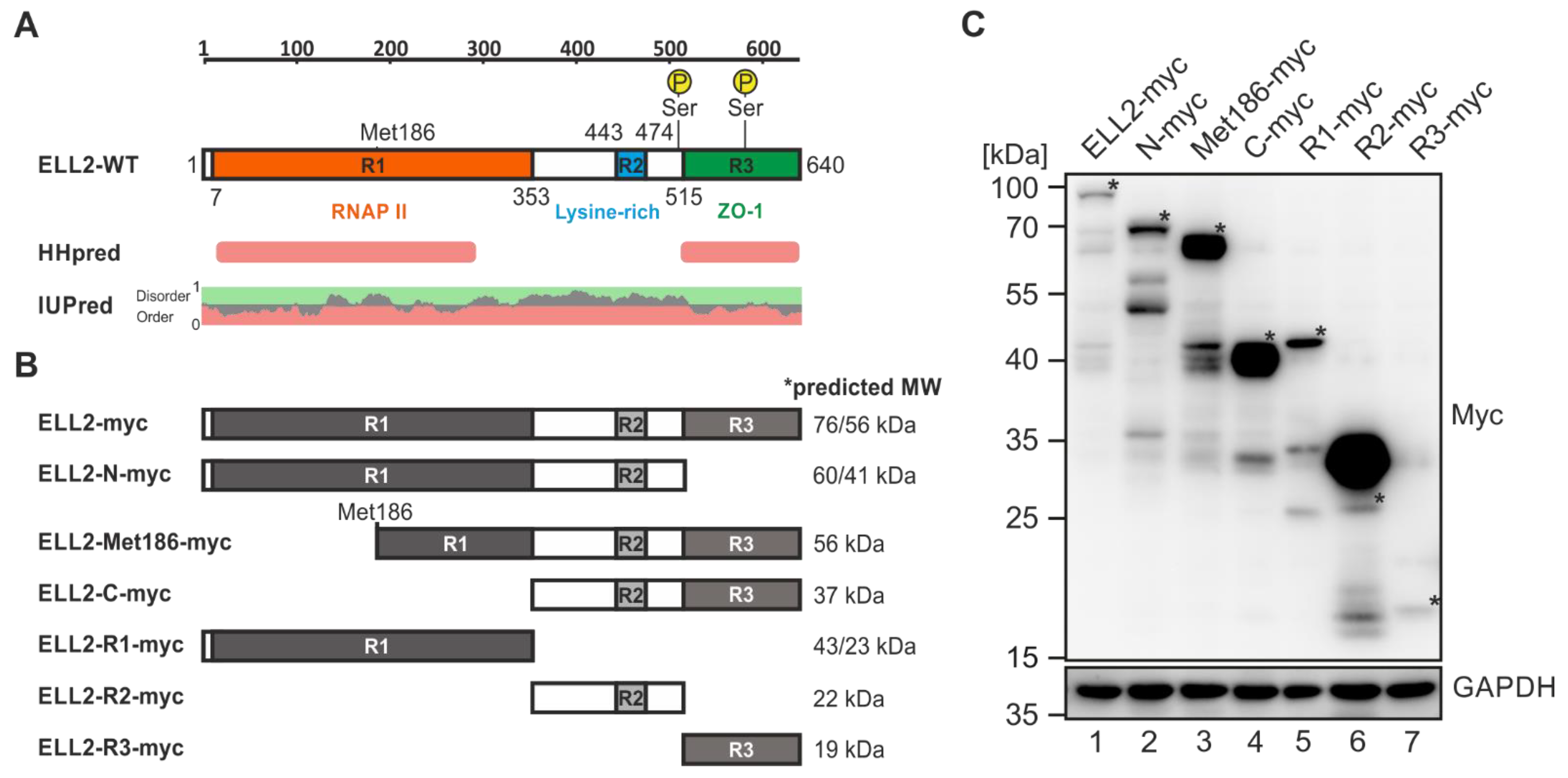 Ijms 22 13597 g005 Ijms 22 13597 g005