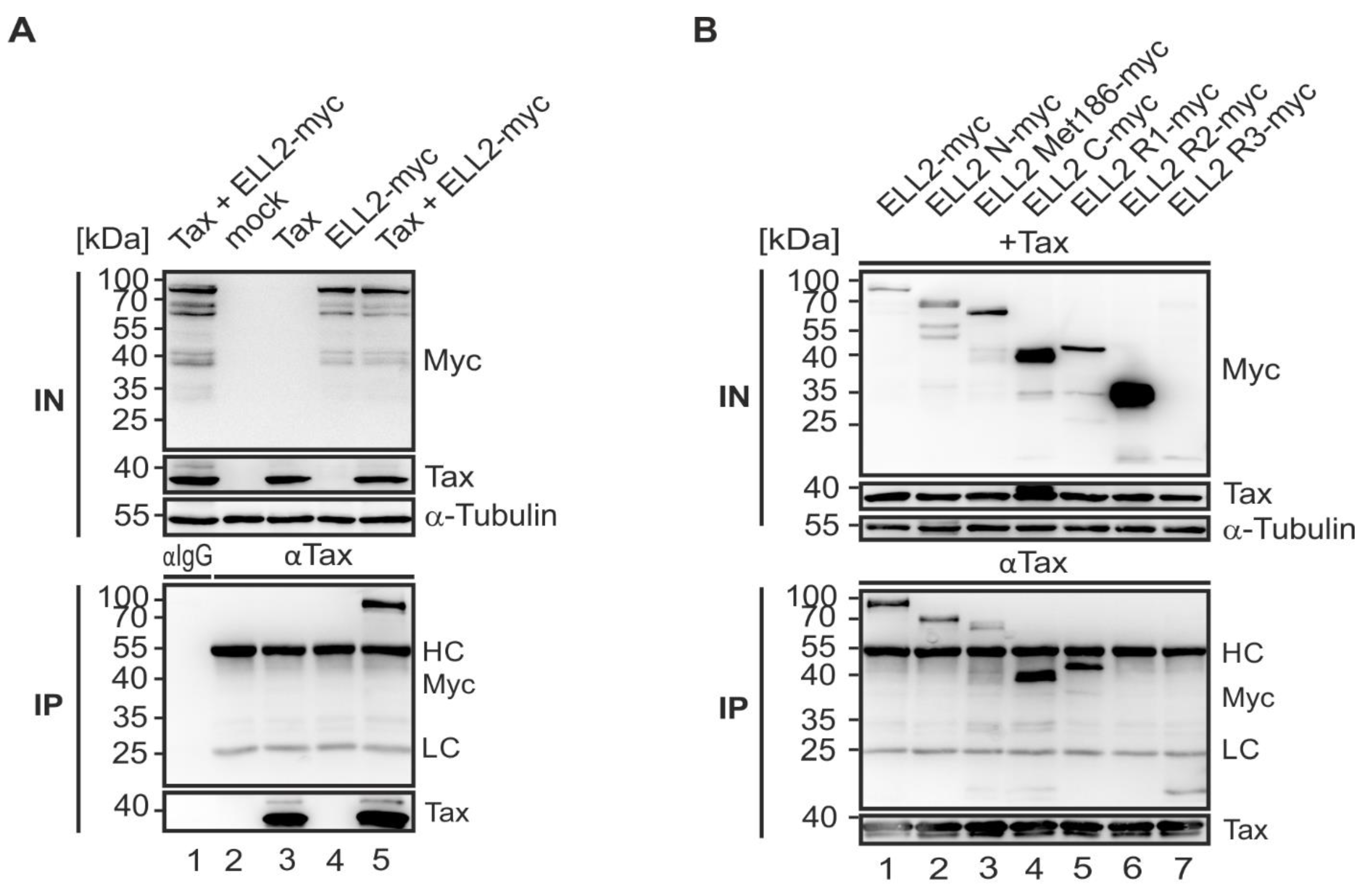 Ijms 22 13597 g006a Ijms 22 13597 g006a