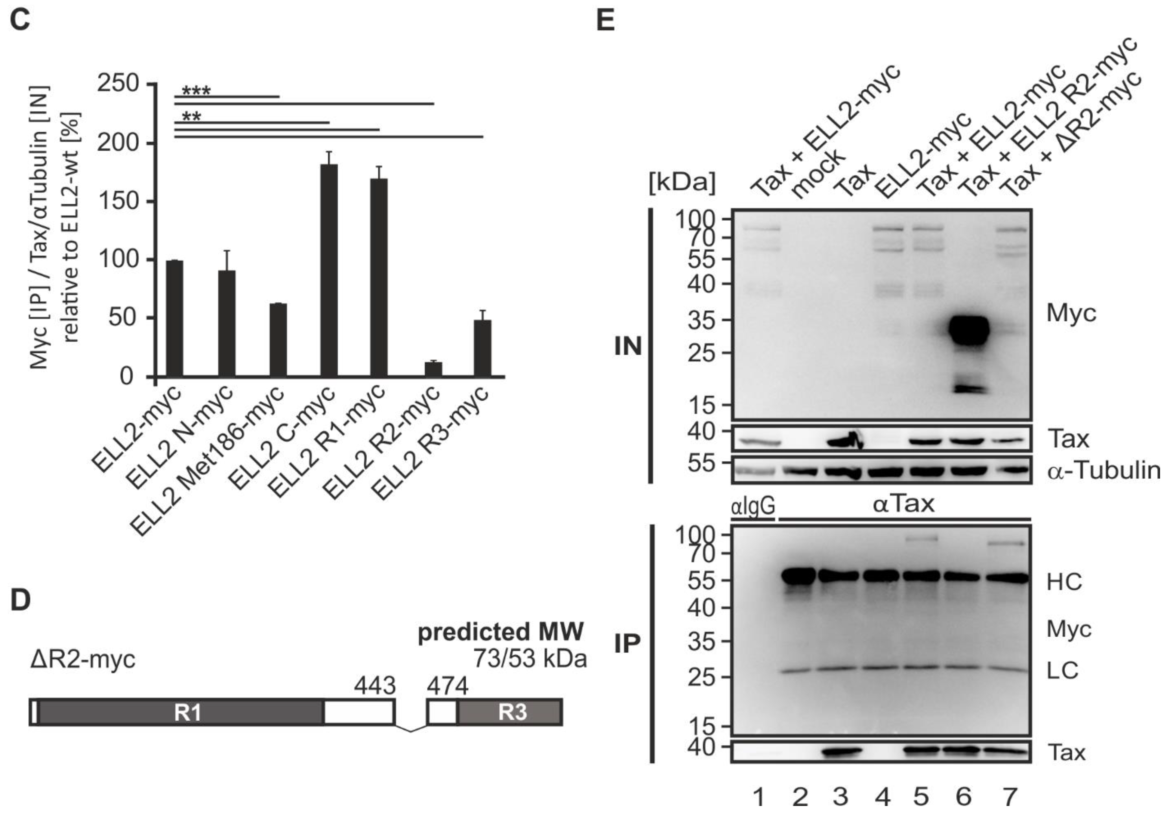 Ijms 22 13597 g006b Ijms 22 13597 g006b