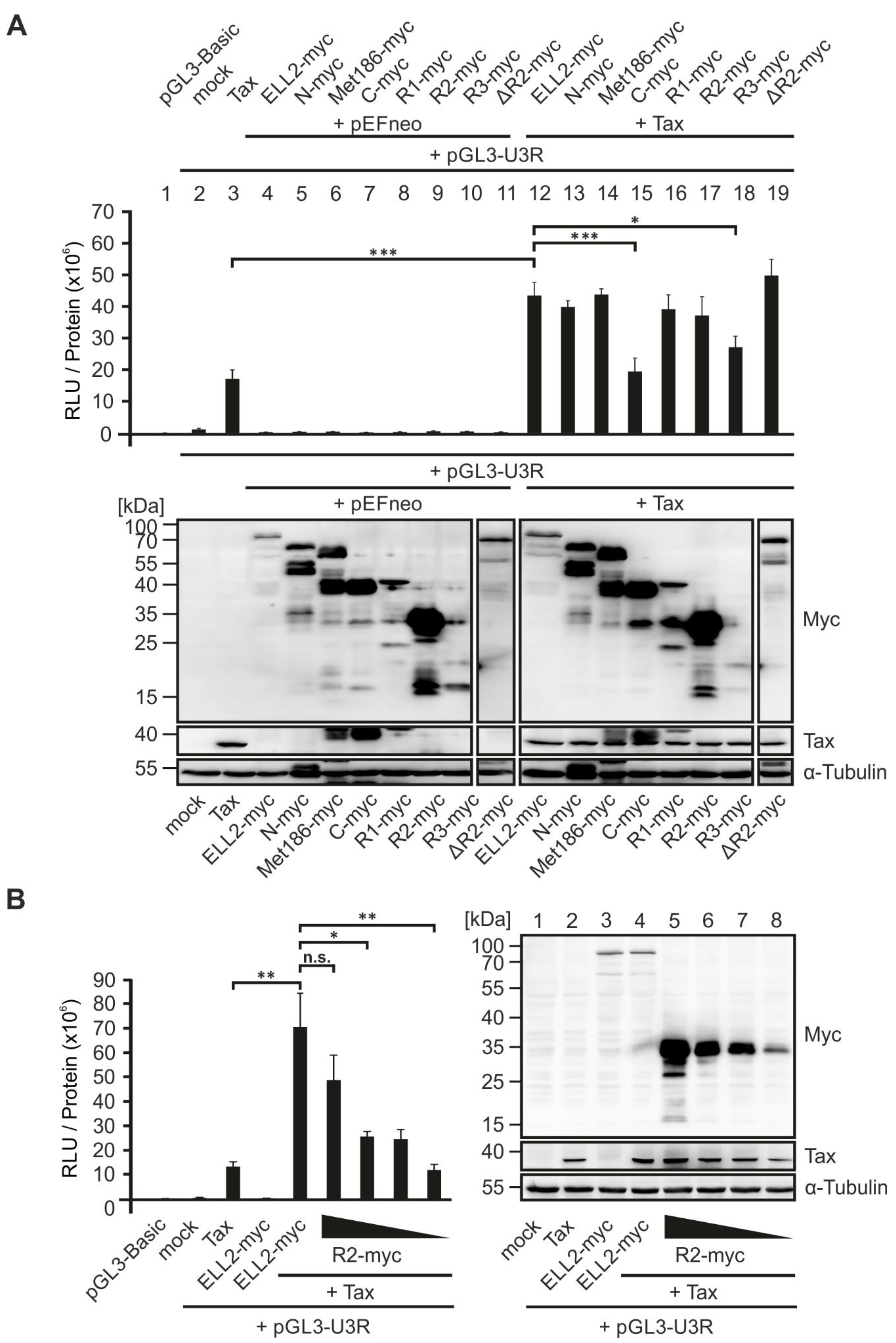 Ijms 22 13597 g007 Ijms 22 13597 g007