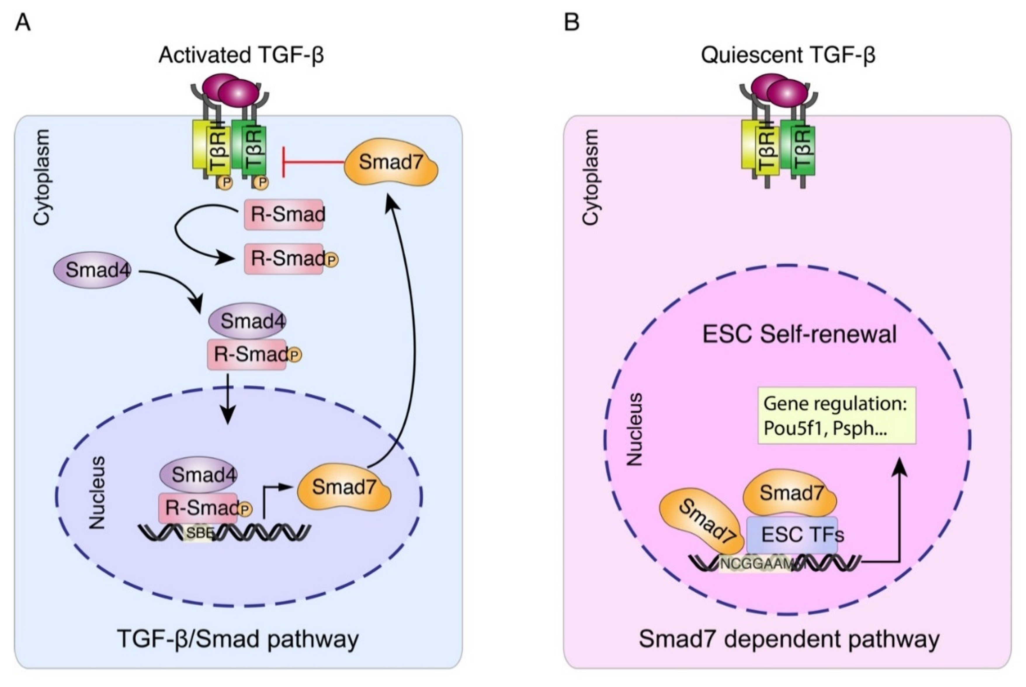 Ijms 22 13598 g005 550