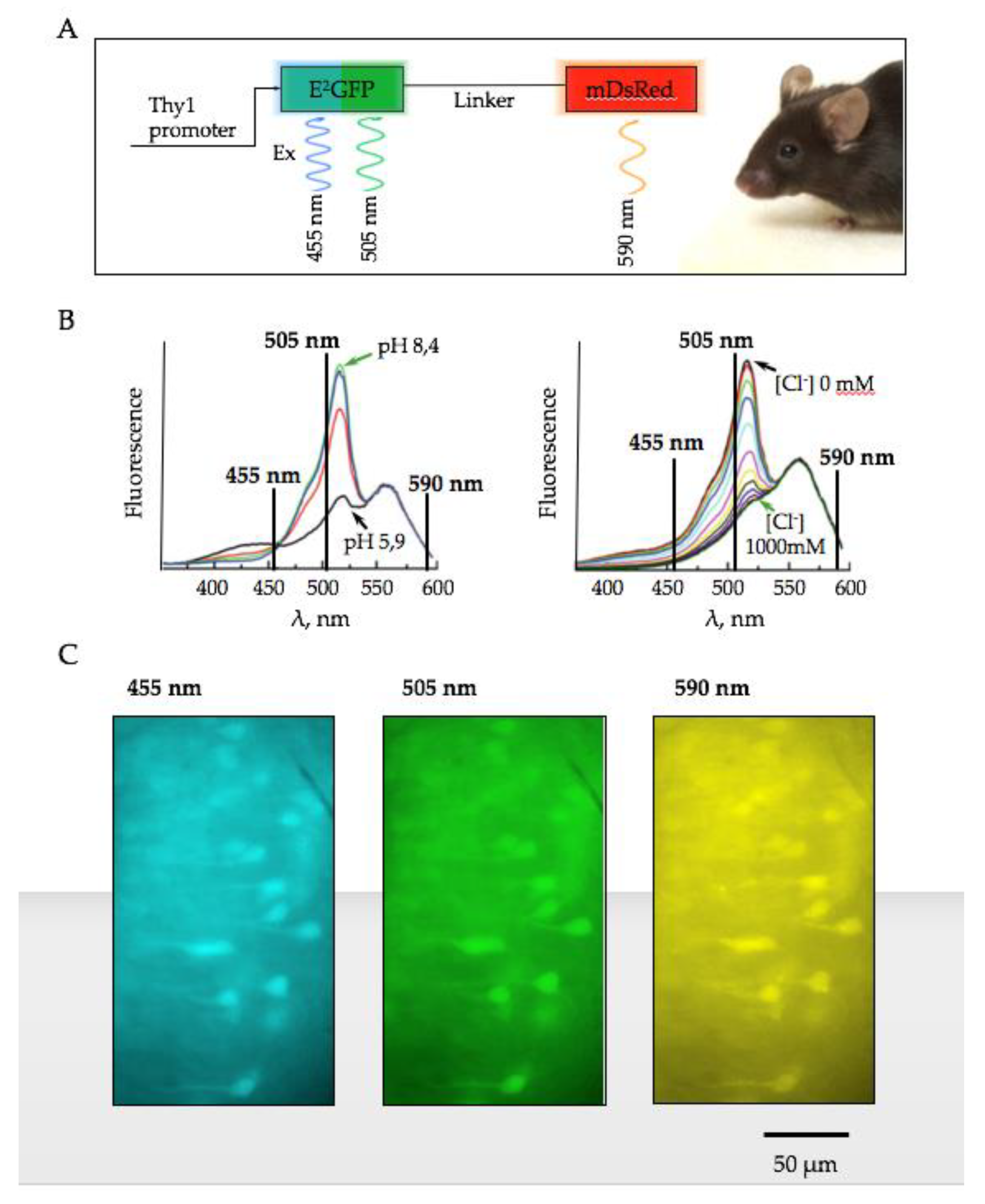 Ijms 22 13601 g001 550