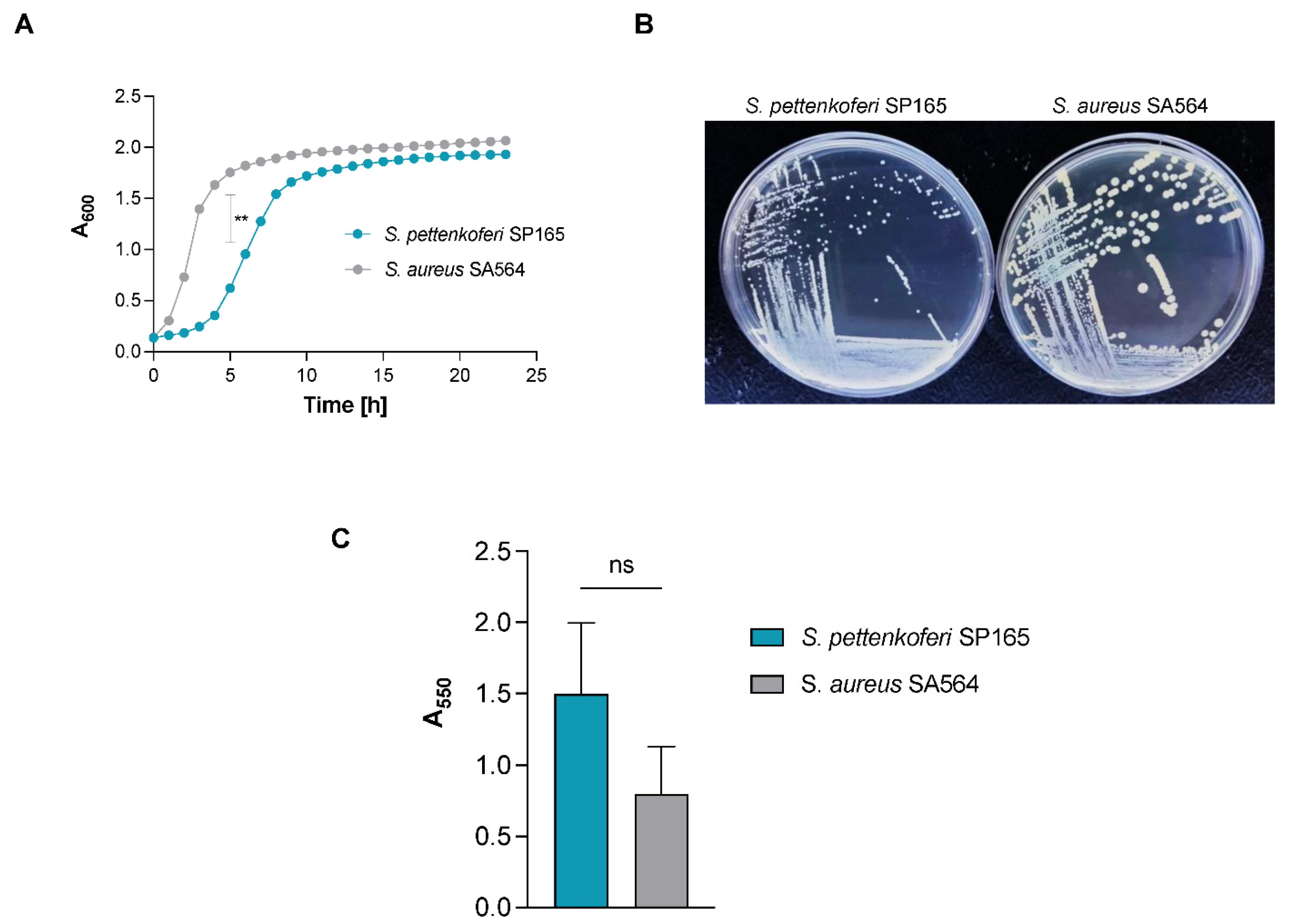 Interaction of Staphylococcus aureus and Host Cells upon Infection of  Bronchial Epithelium during Different Stages of Regeneration