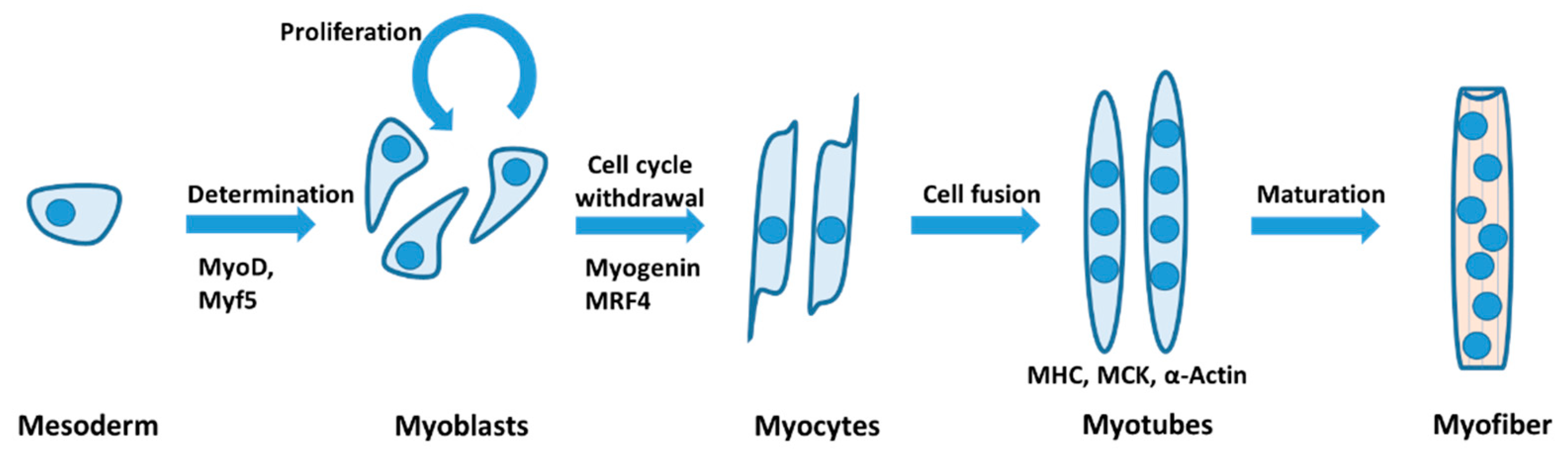 Ijms 22 13615 g001 Ijms 22 13615 g001