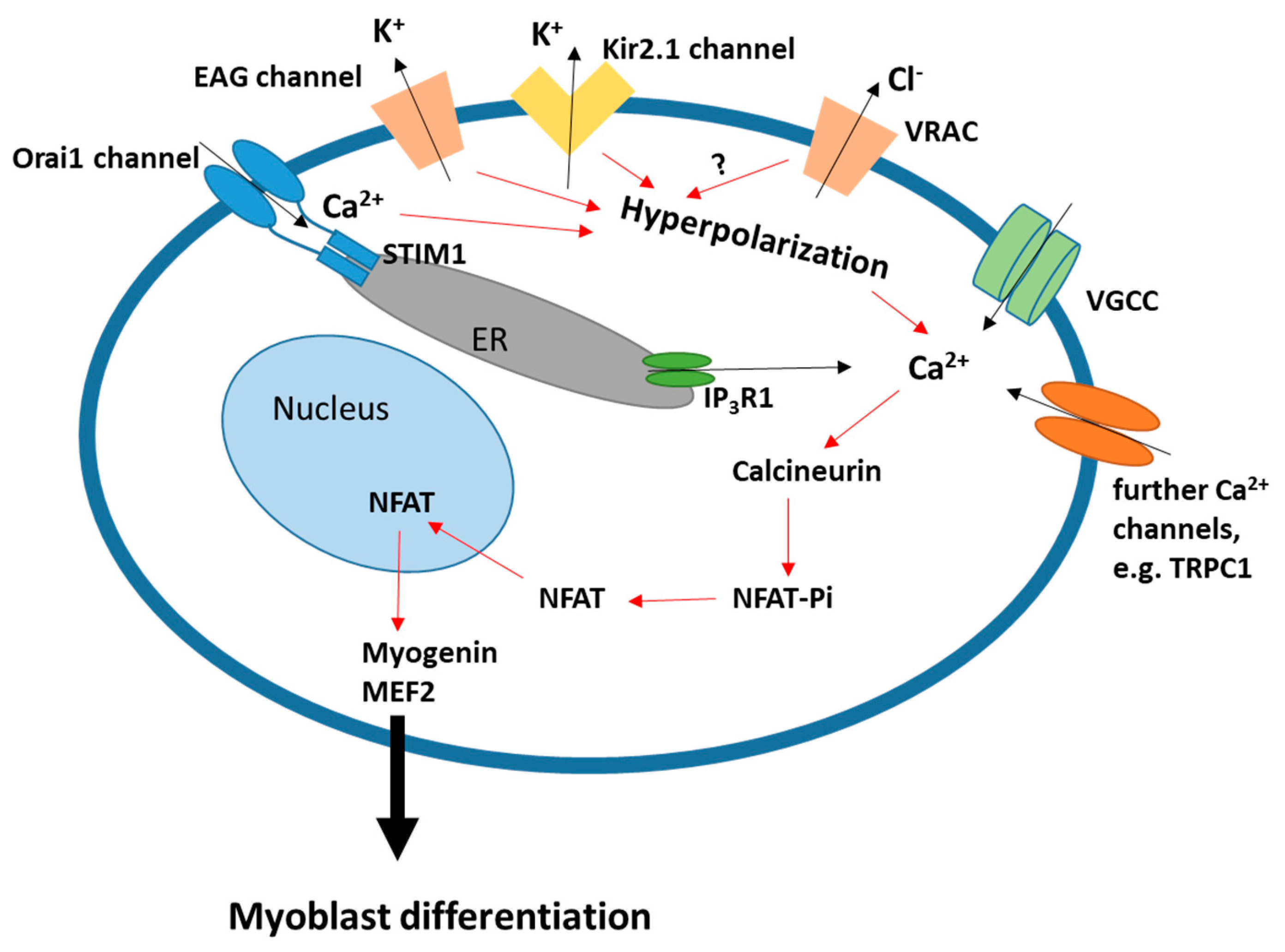 Ijms 22 13615 g002 Ijms 22 13615 g002