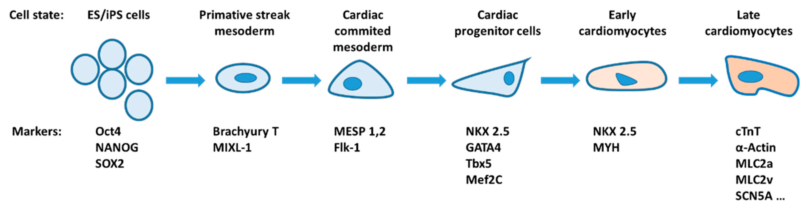 Ijms 22 13615 g003 Ijms 22 13615 g003