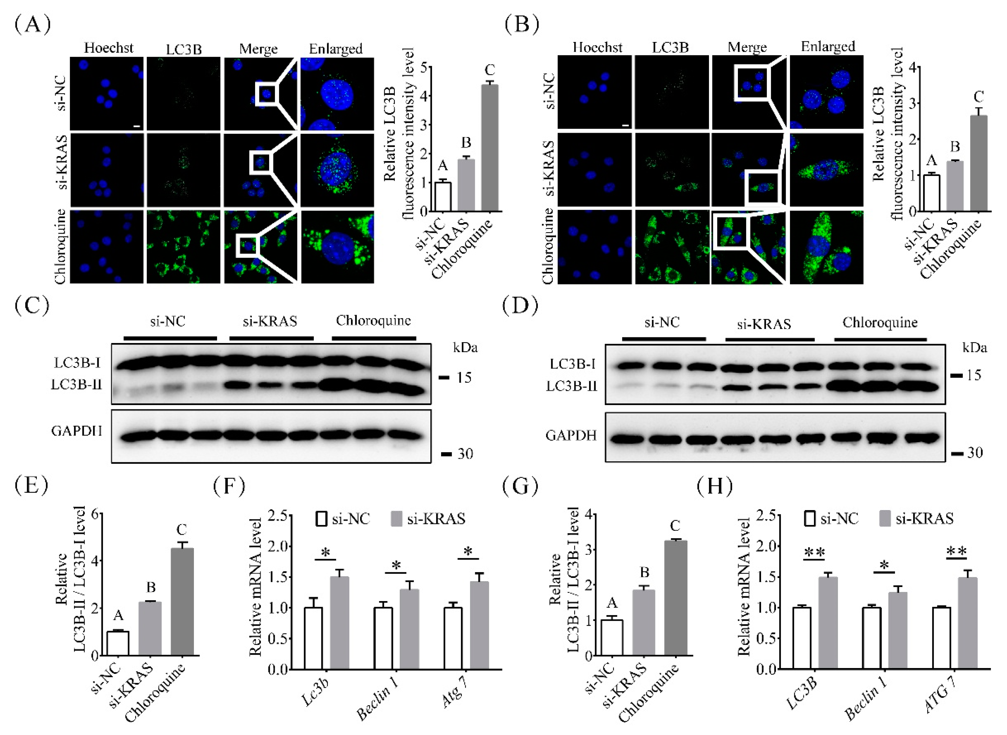 Ijms 22 13630 g004 550