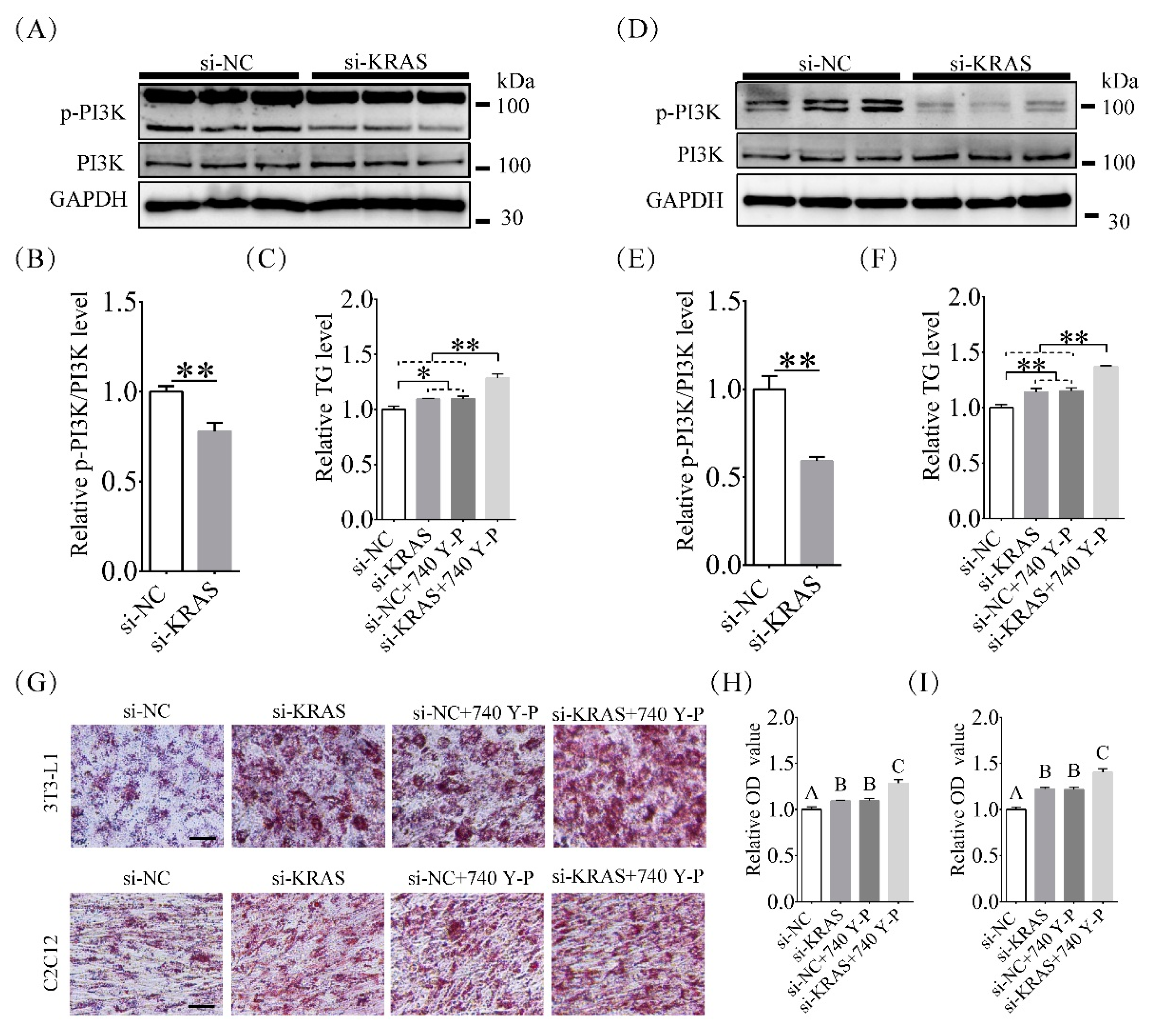 Ijms 22 13630 g005 550