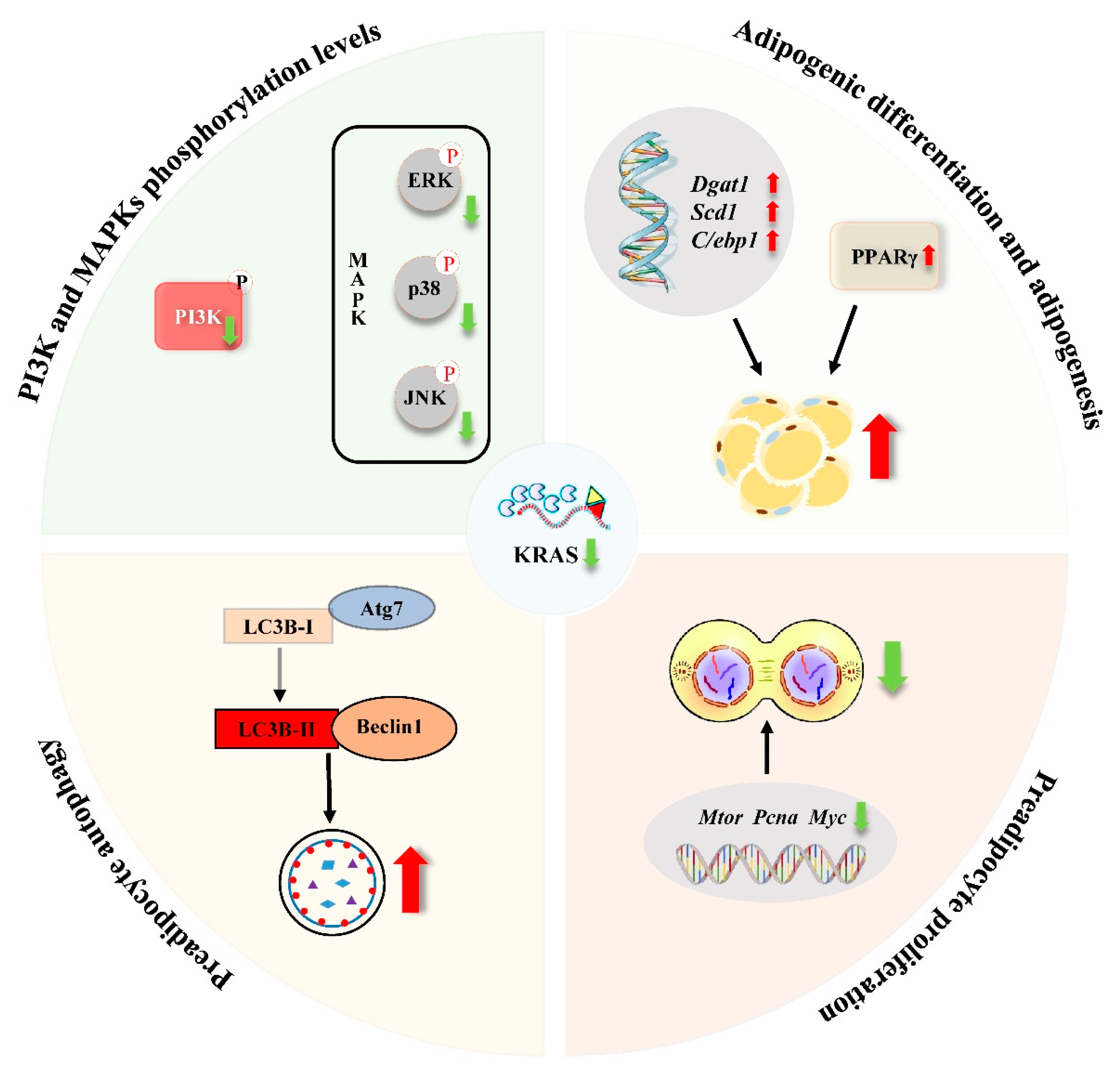 Ijms 22 13630 g007 550