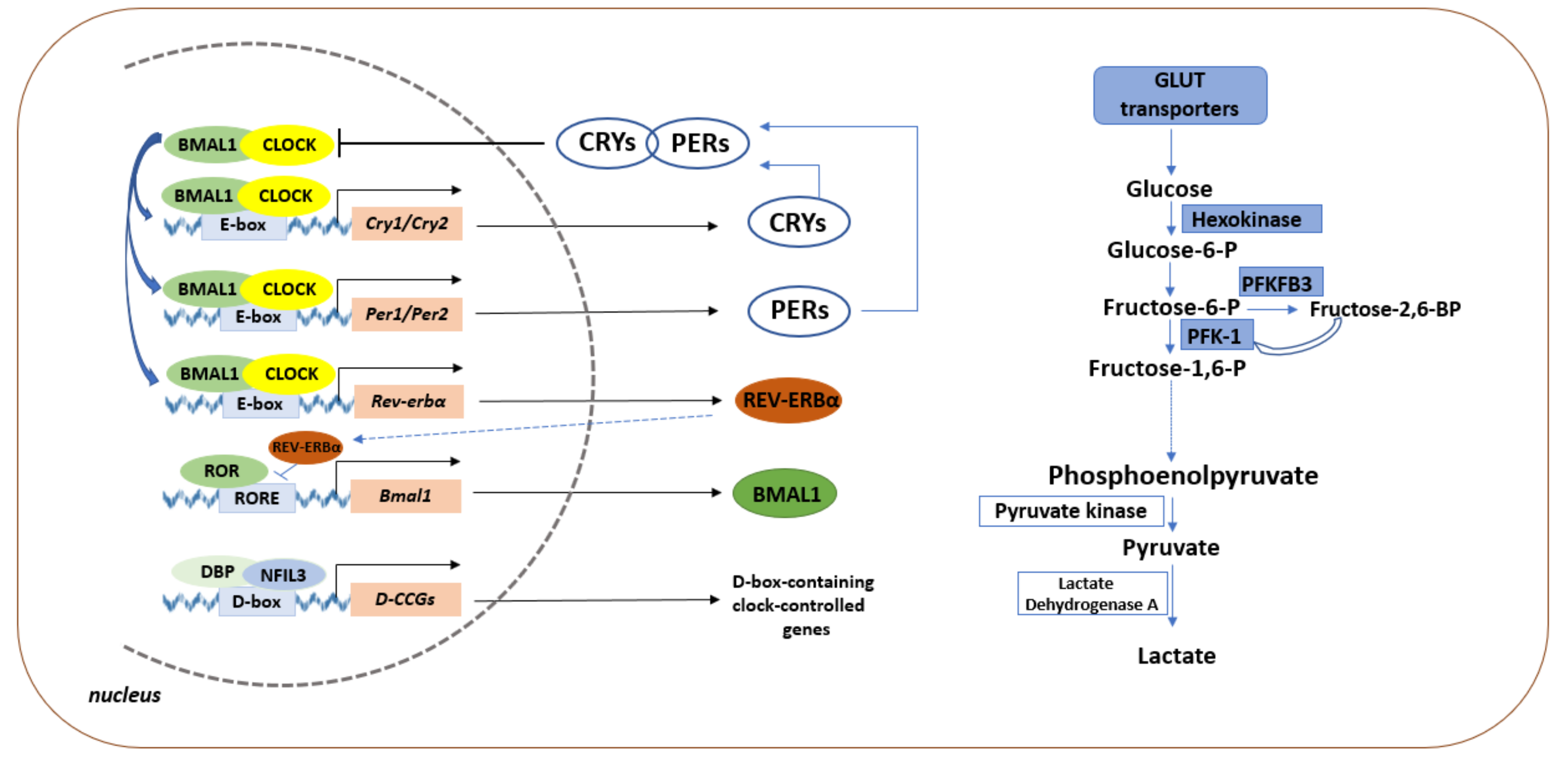 Ijms 22 13666 g001 Ijms 22 13666 g001