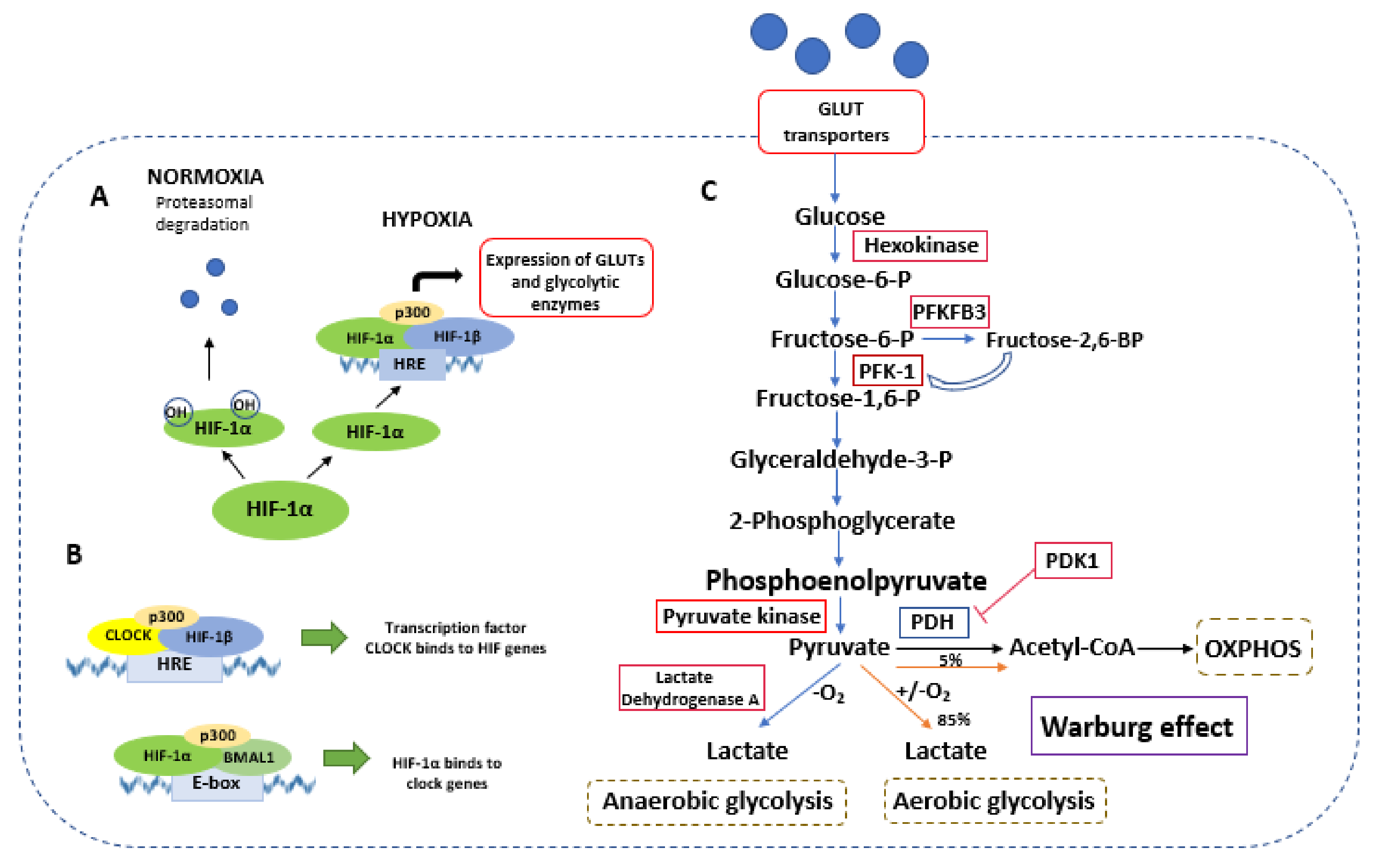 Ijms 22 13666 g002 Ijms 22 13666 g002