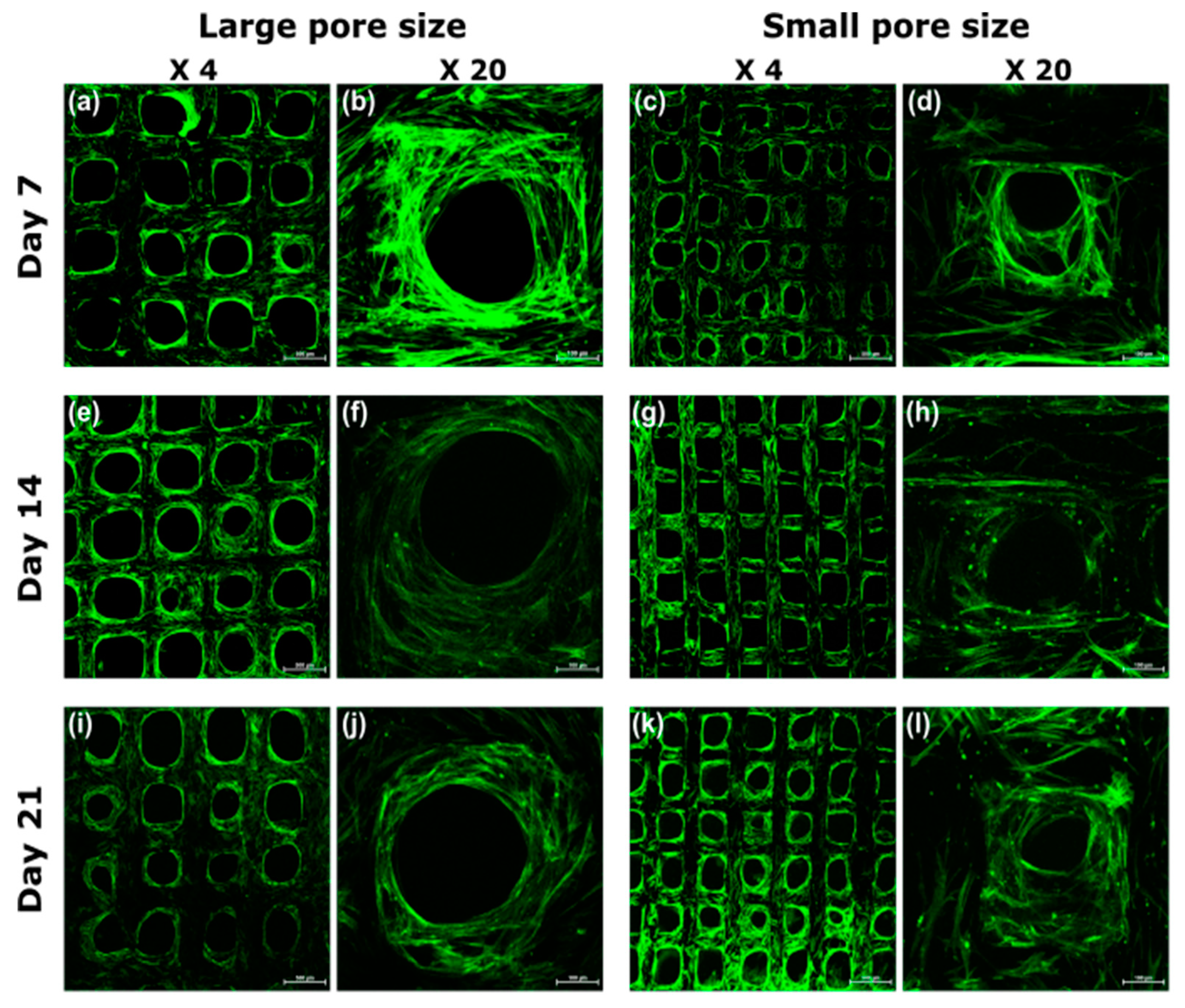 Ijms 22 13676 g005 550