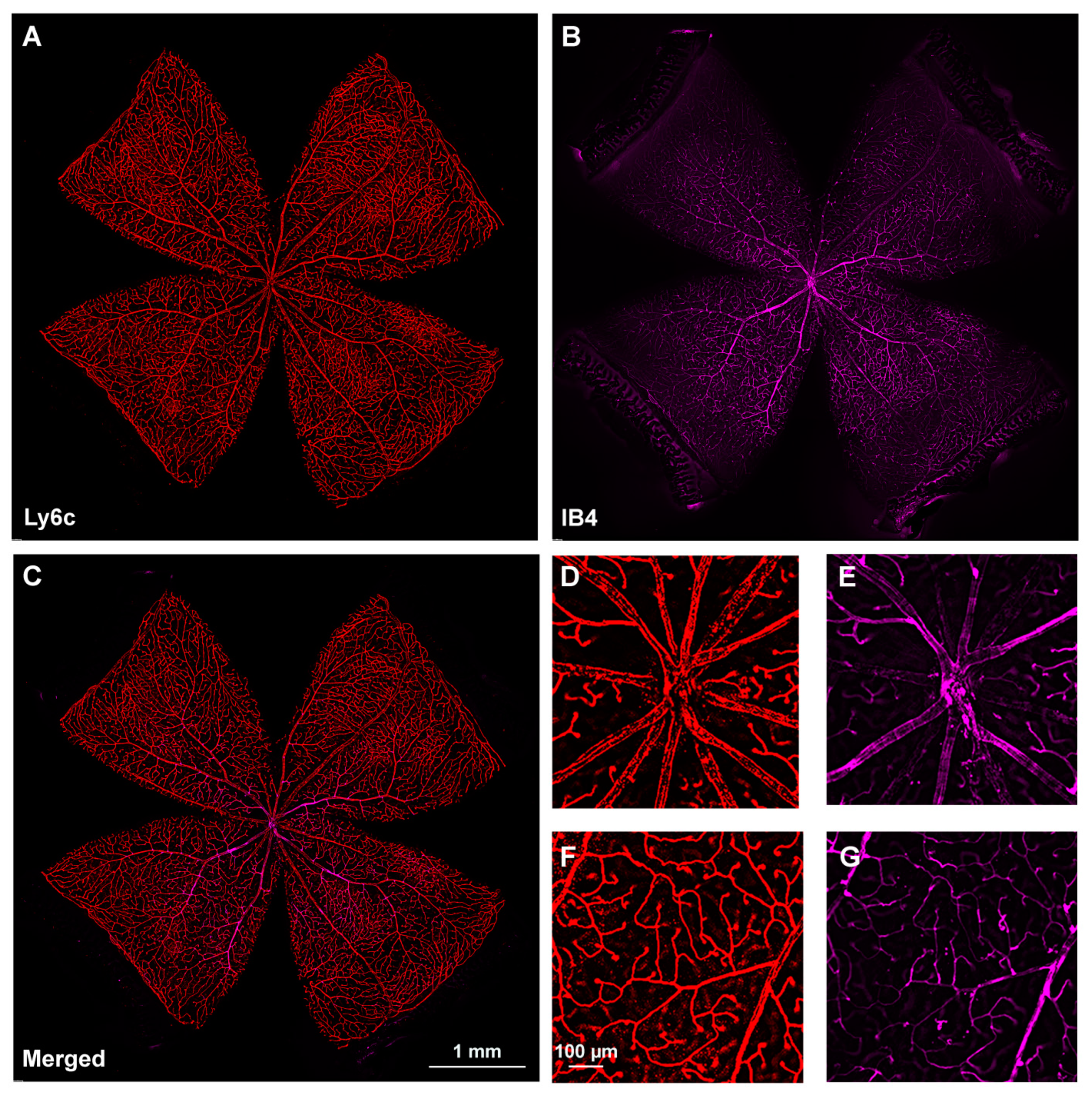 Ijms 23 00019 g002 550