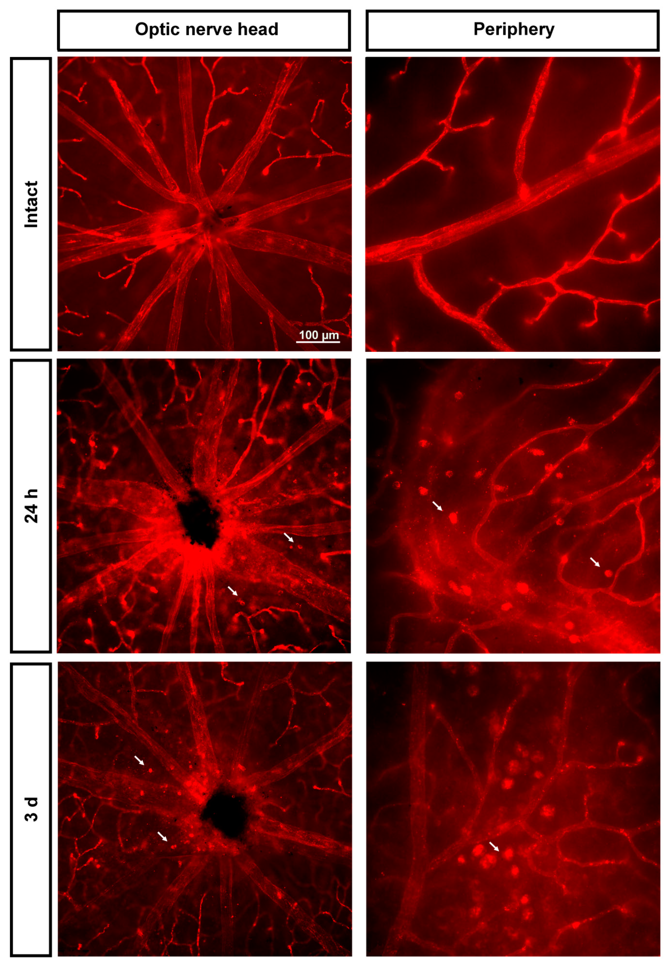 Ijms 23 00019 g005 550