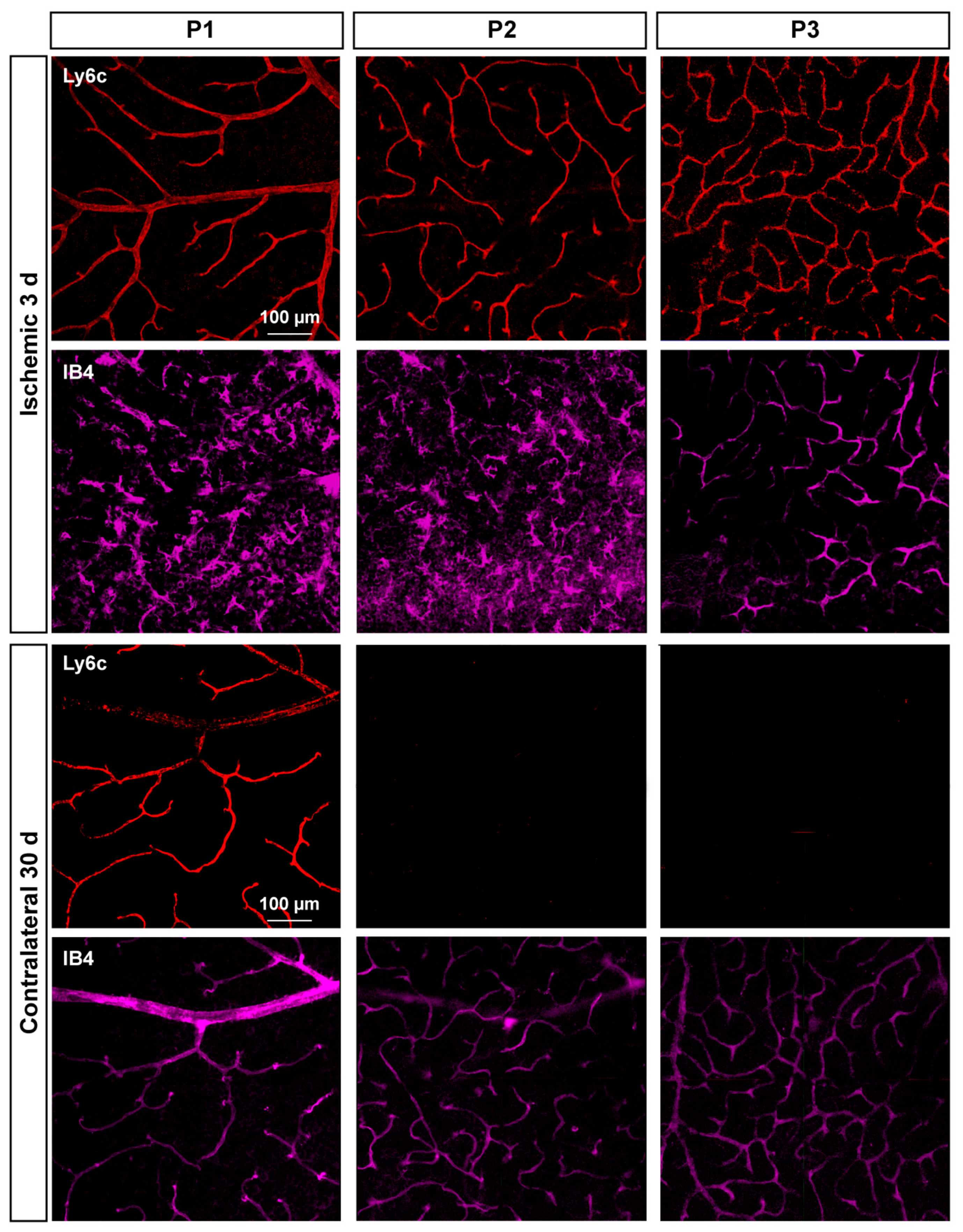 Ijms 23 00019 g009 550