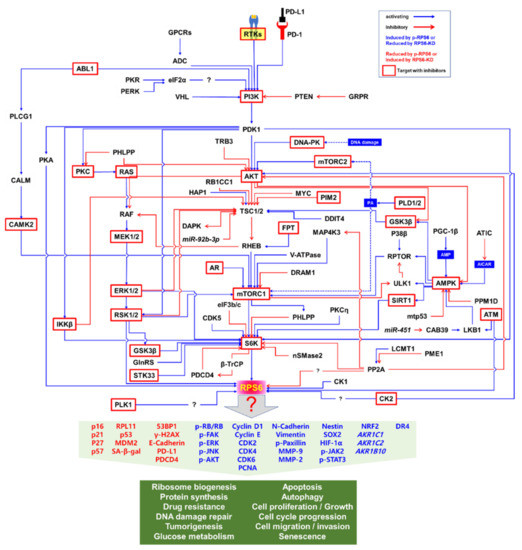 IJMS | Free Full-Text | Ribosomal Protein S6: A Potential 