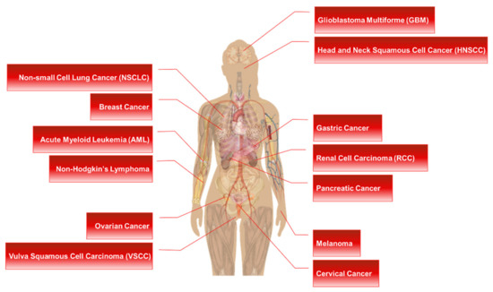 Ribosomal Protein S6: A Potential Therapeutic Target against