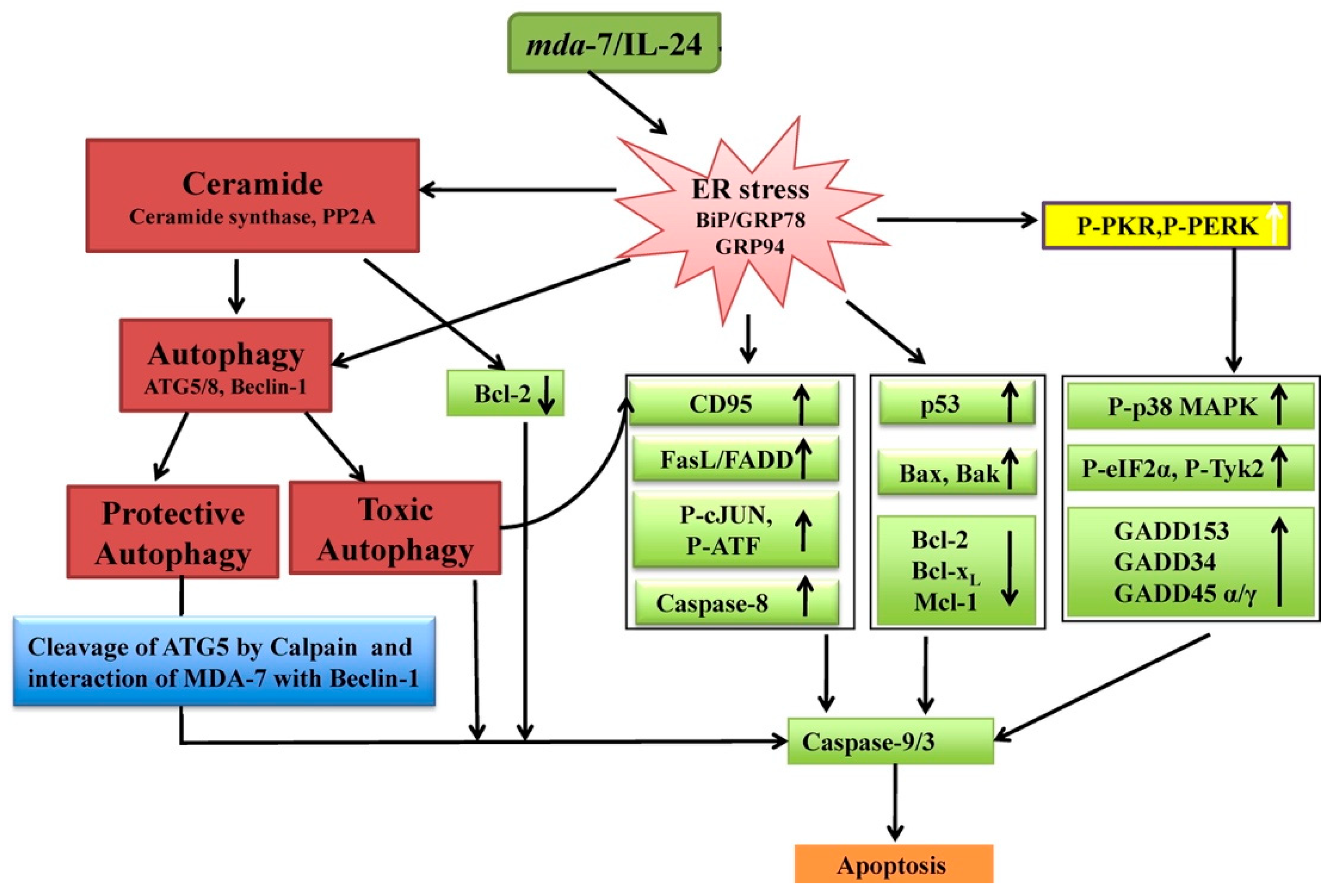 Ijms 23 00072 g004 Ijms 23 00072 g004