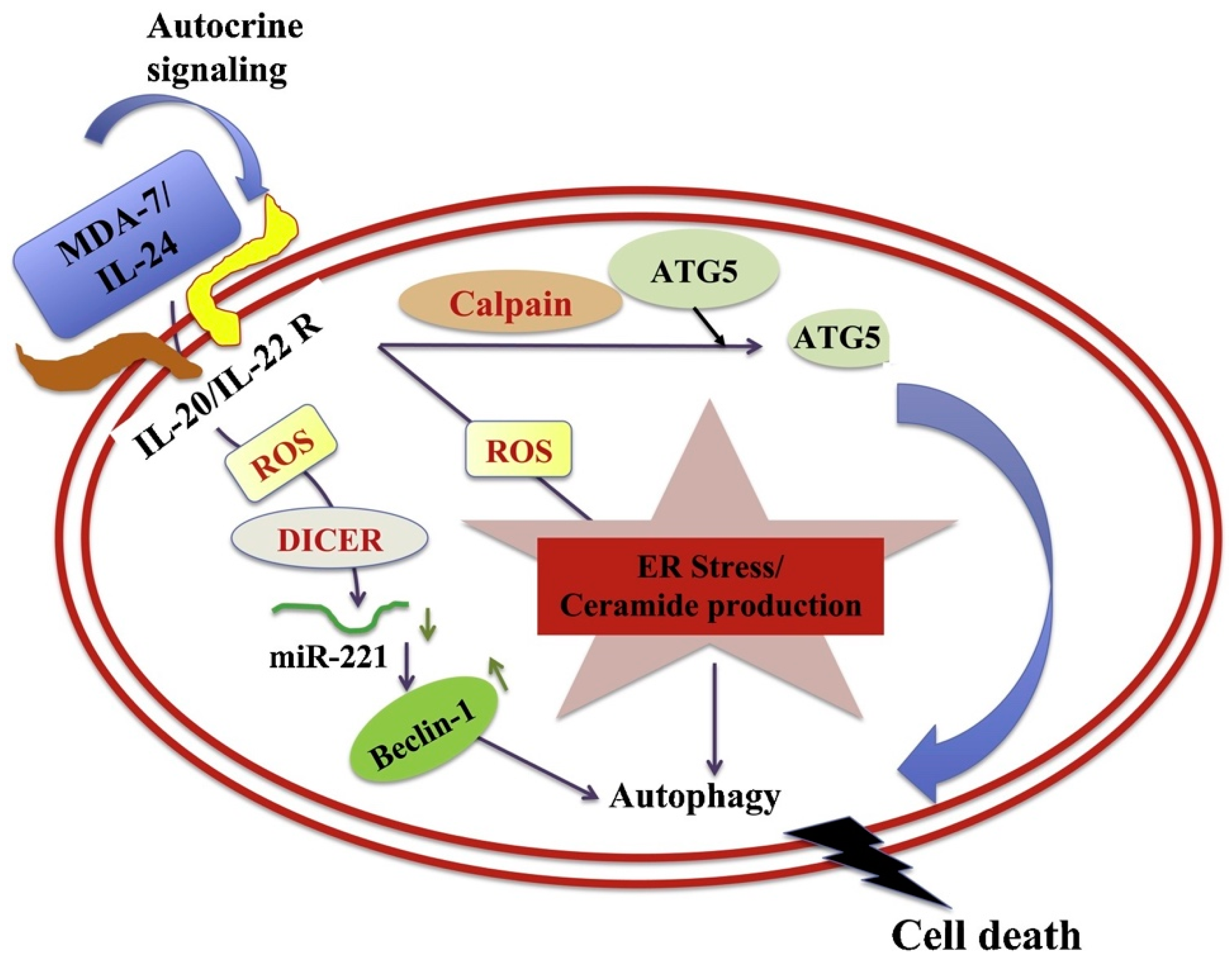 Ijms 23 00072 g005 Ijms 23 00072 g005