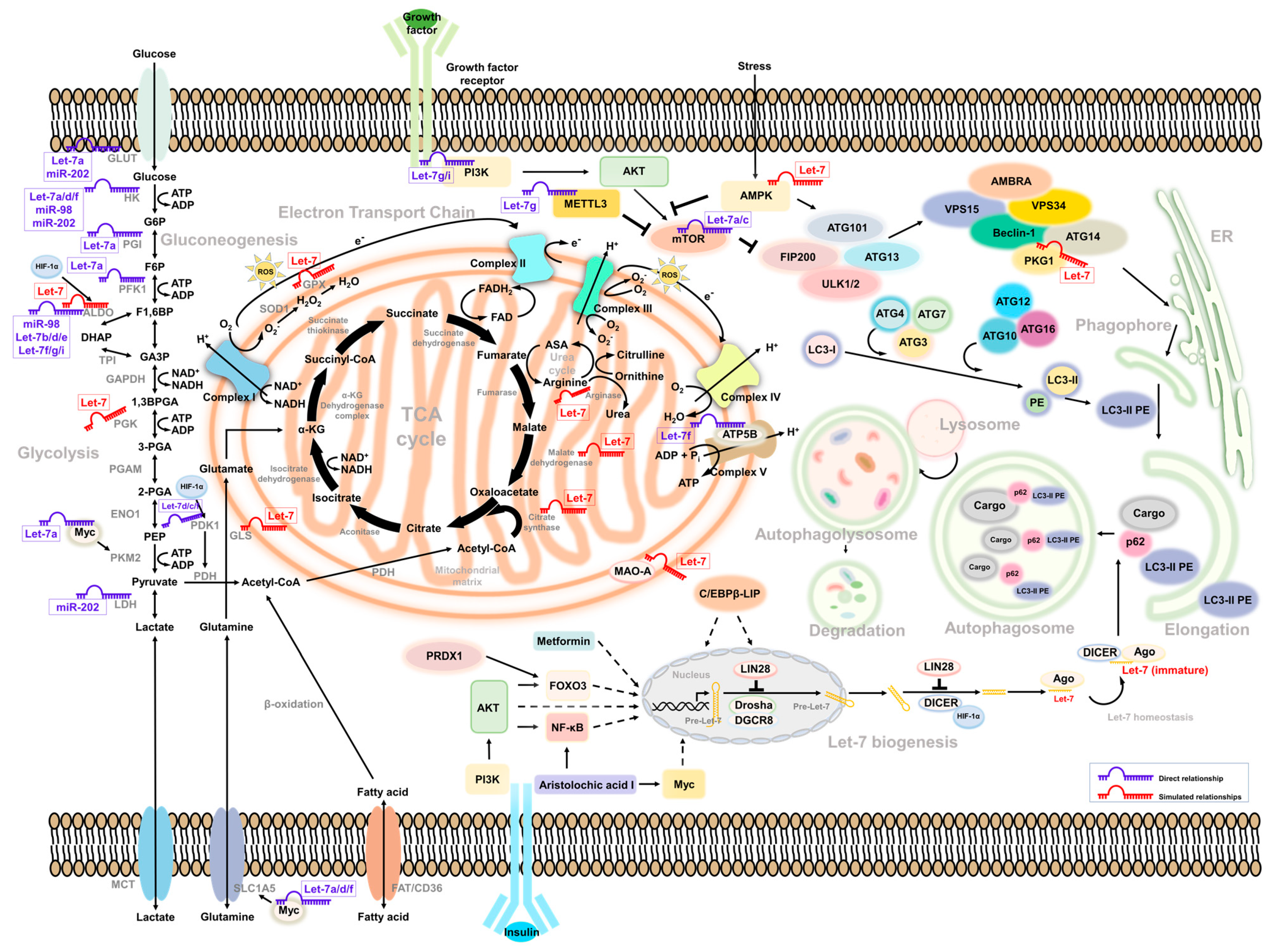 IJMS | Free Full-Text | The Metabolism Reprogramming of microRNA 