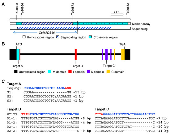 One-thousand grain weight and grain yield of 26 hybrids rice grown