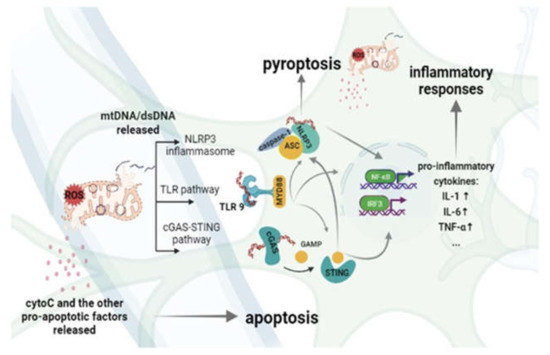 安い Influence The of Inflammation Mitochondrial-DNA-Driven ウエイトトレーニング