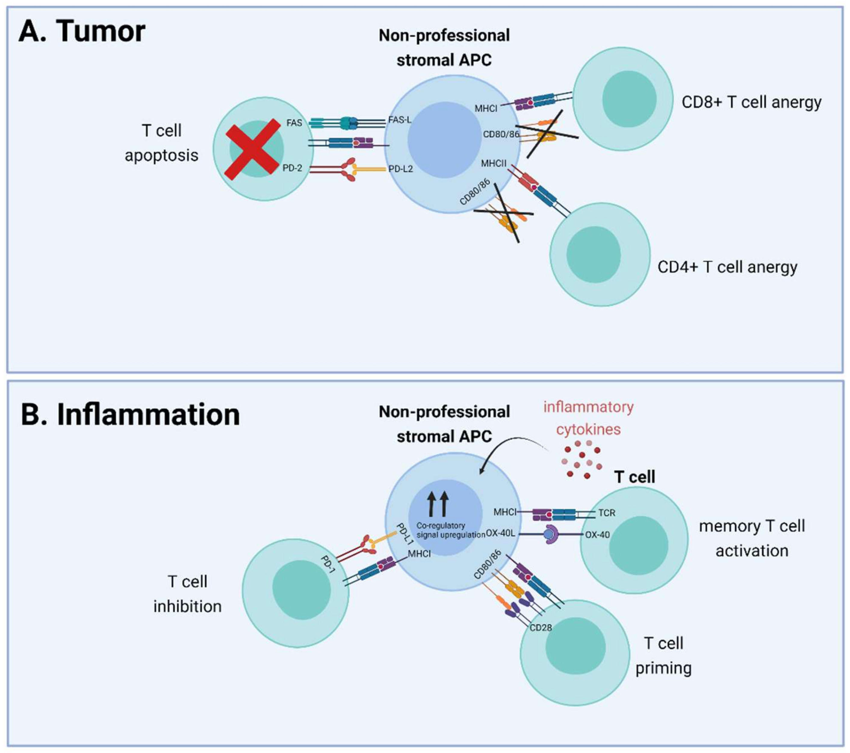 IJMS Free FullText The ABCs of Antigen Presentation by Stromal Non