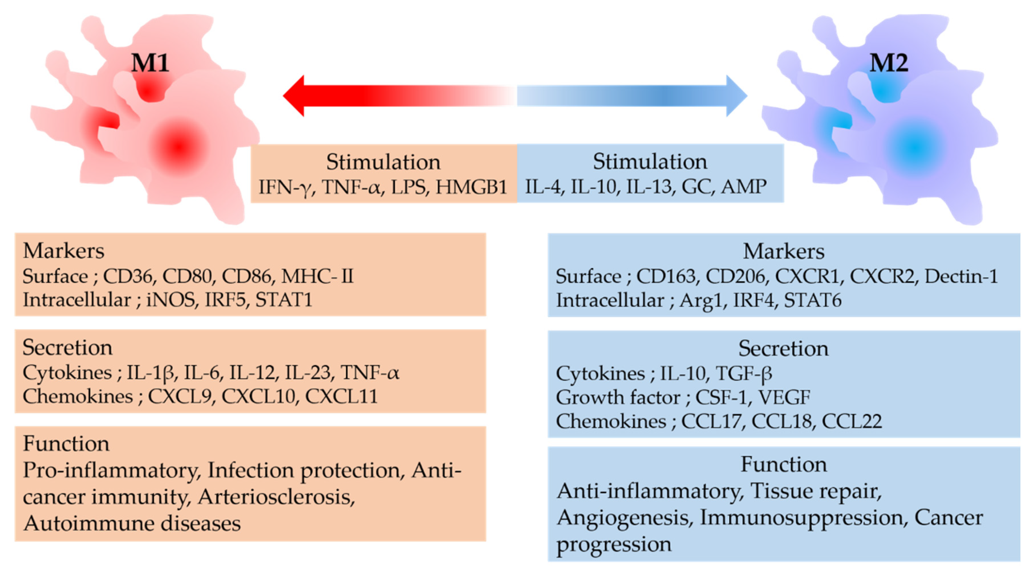 Macrophage Activation M1 M2