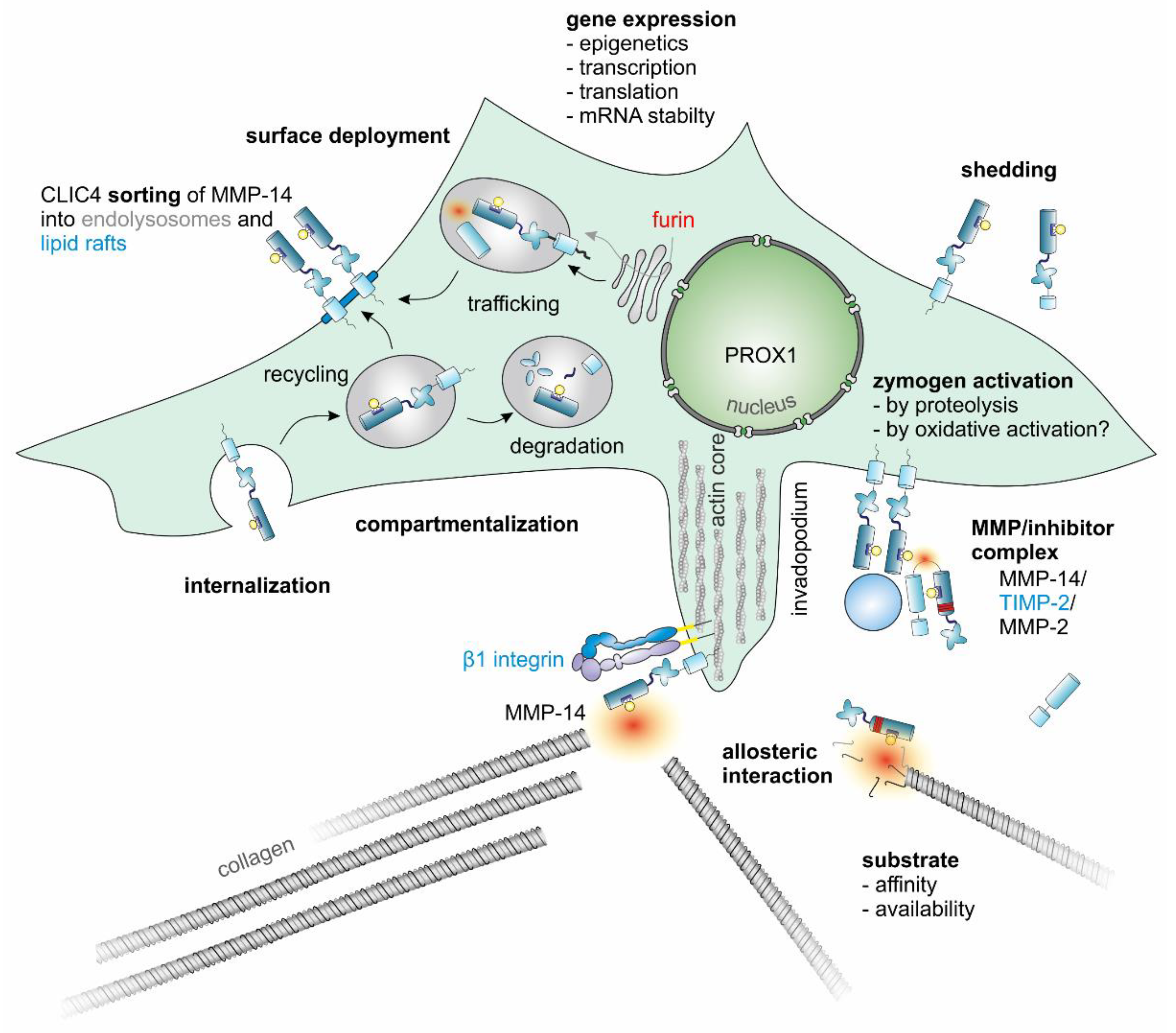 Ijms 23 00146 g005 Ijms 23 00146 g005